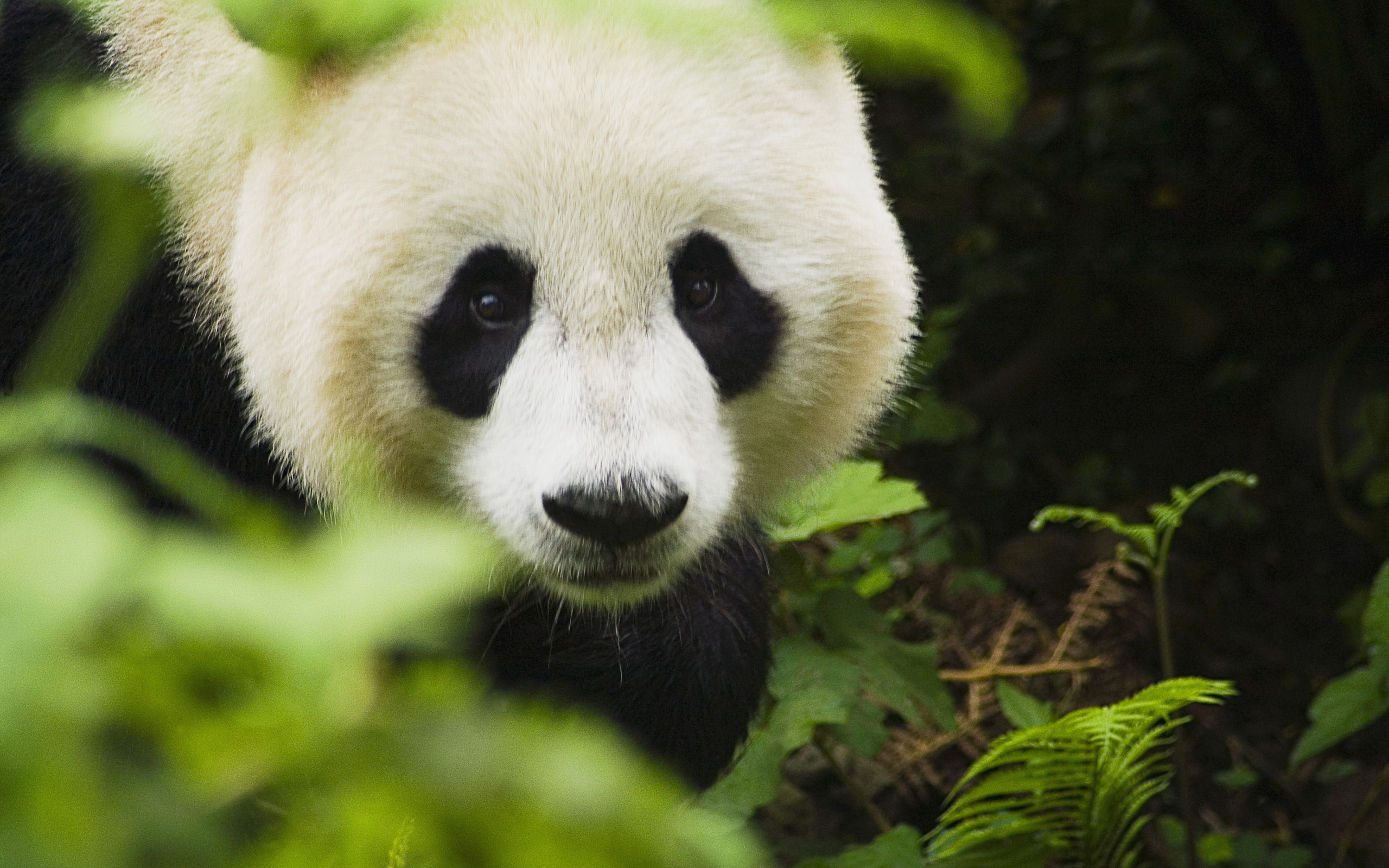 Обои зелень, животные, панда, бамбуковый медведь, greens, animals, panda, bamboo bear разрешение 2560x1600 Загрузить