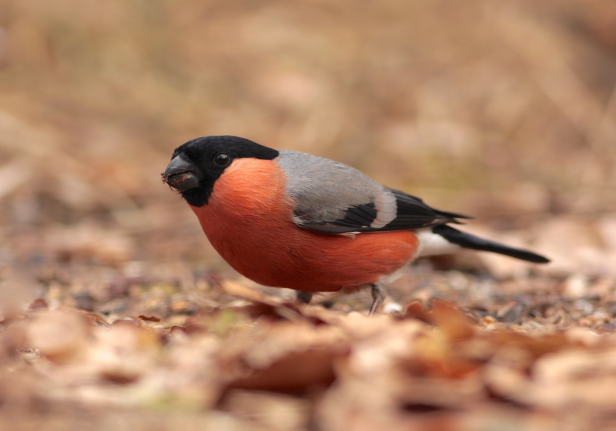 Обои листья, птица, снегирь, сухие, клест, leaves, bird, bullfinch, dry, klest разрешение 2048x1433 Загрузить