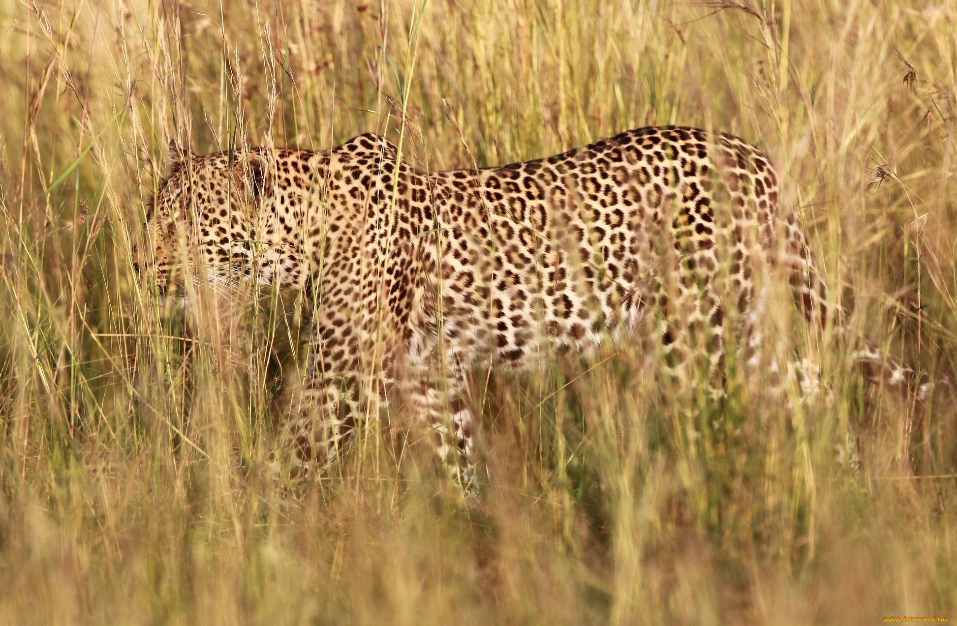 Обои трава, природа, леопард, хищник, grass, nature, leopard, predator разрешение 1945x1273 Загрузить