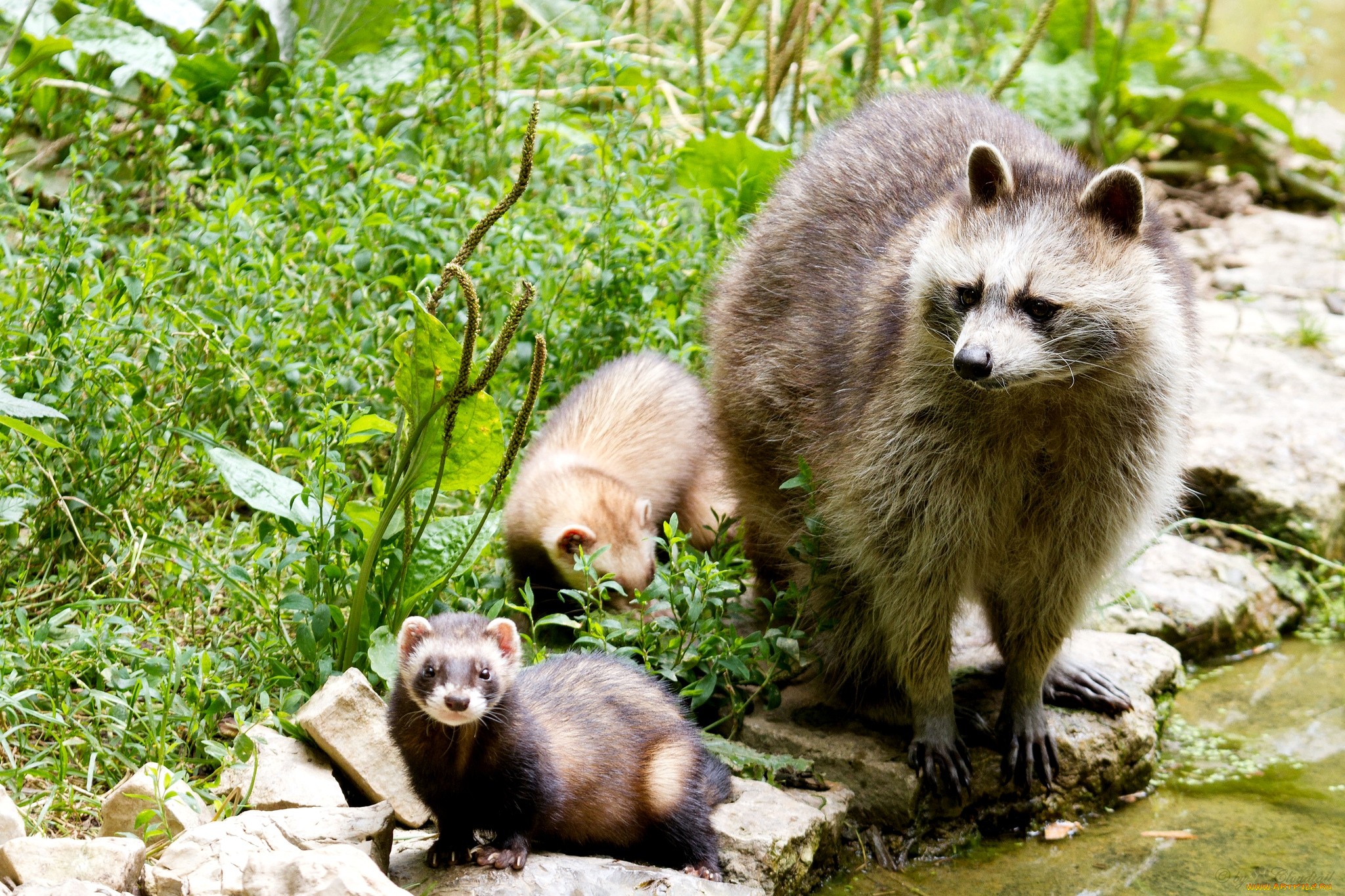природа животные енот nature animals raccoon загрузить