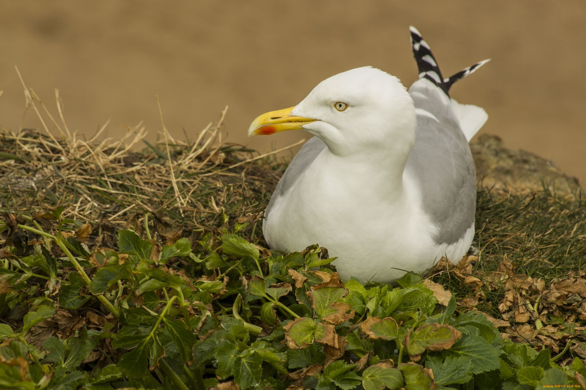 Обои трава, природа, листья, чайка, птицы, grass, nature, leaves, seagull, birds разрешение 2048x1365 Загрузить