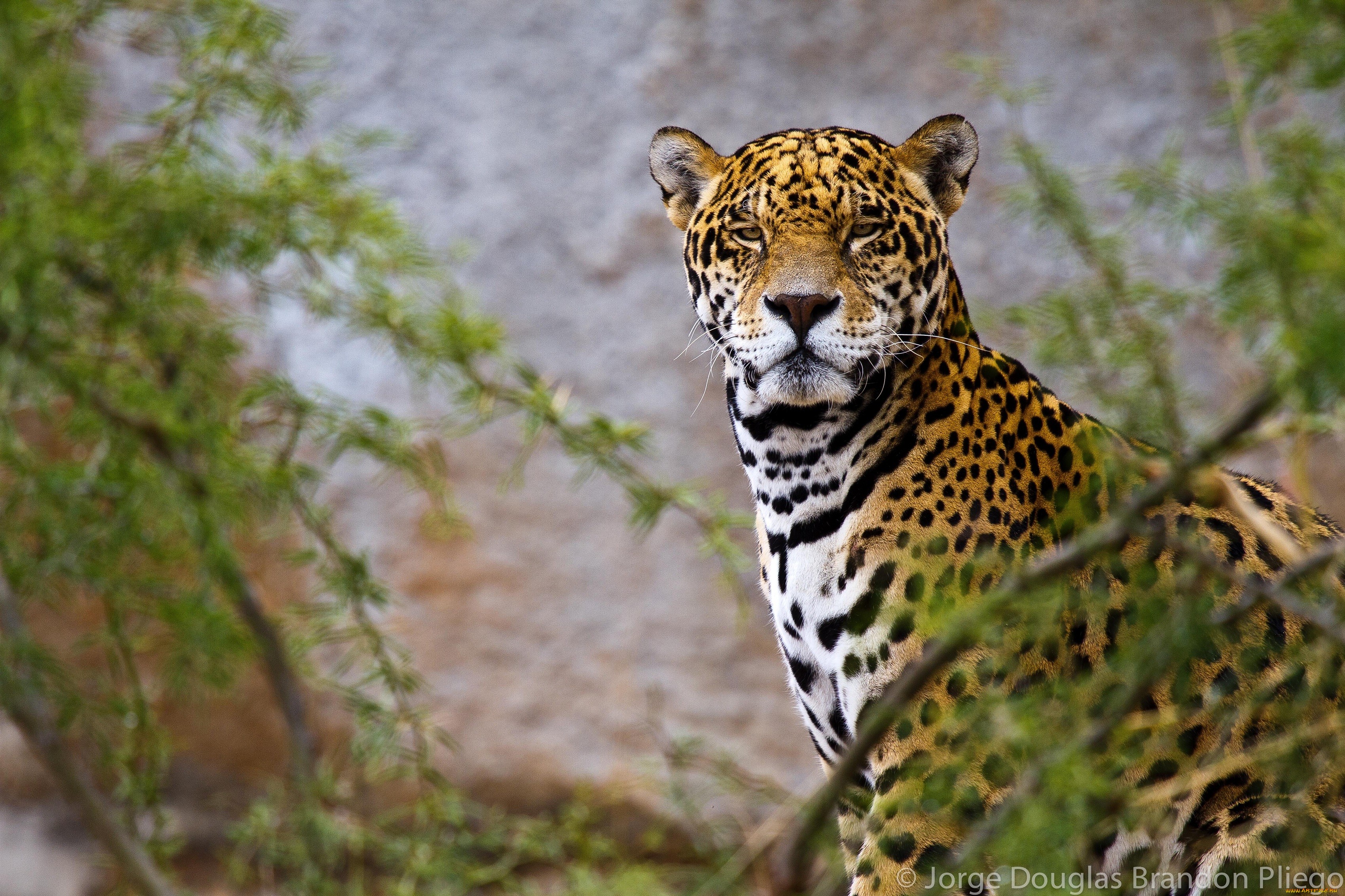 Animals org. Ягуар животное. Южноамериканский Ягуар. Ягуар Аргентина. Ягуар хищник.