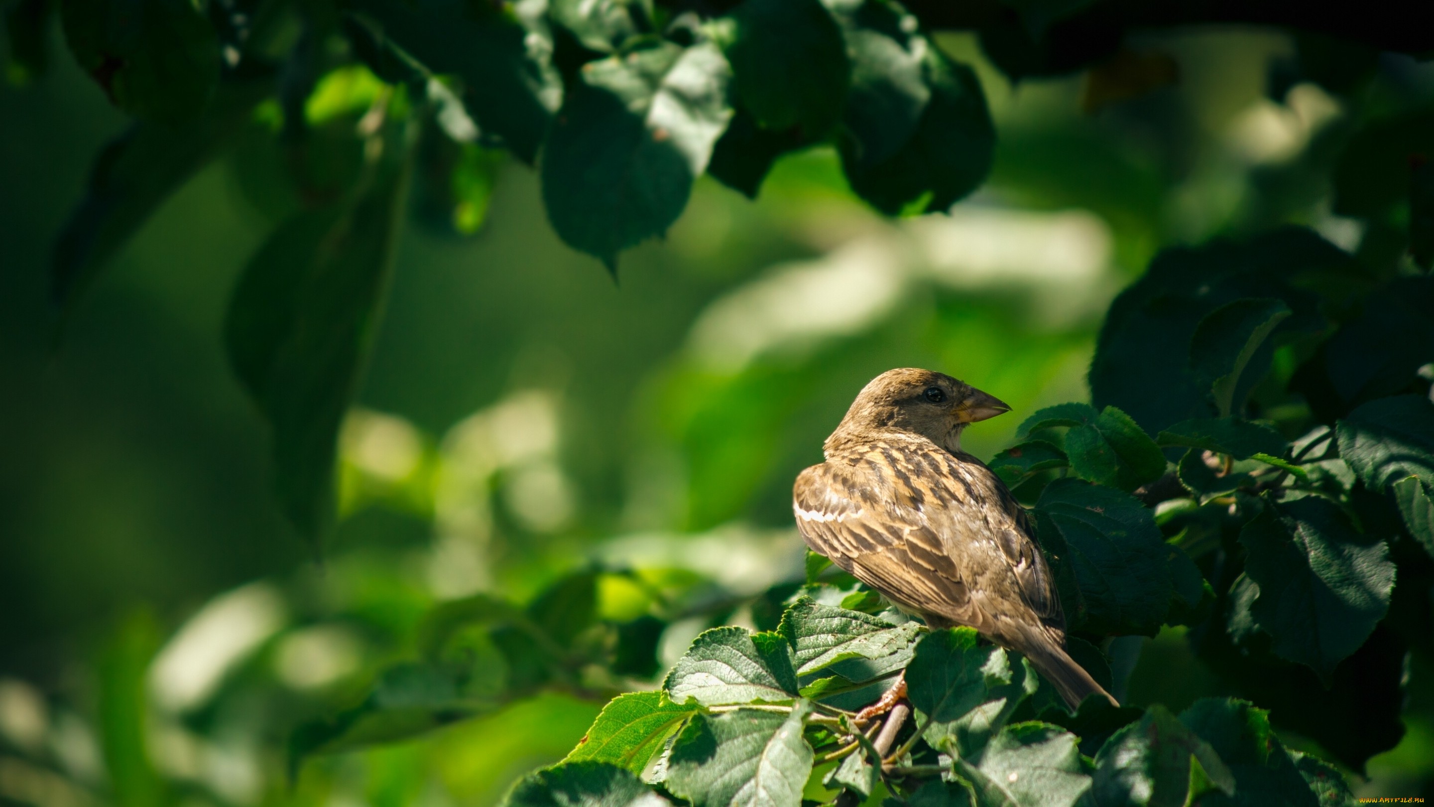 Обои ветка, листья, птицы, воробей, branch, leaves, birds, sparrow разрешение 2880x1620 Загрузить