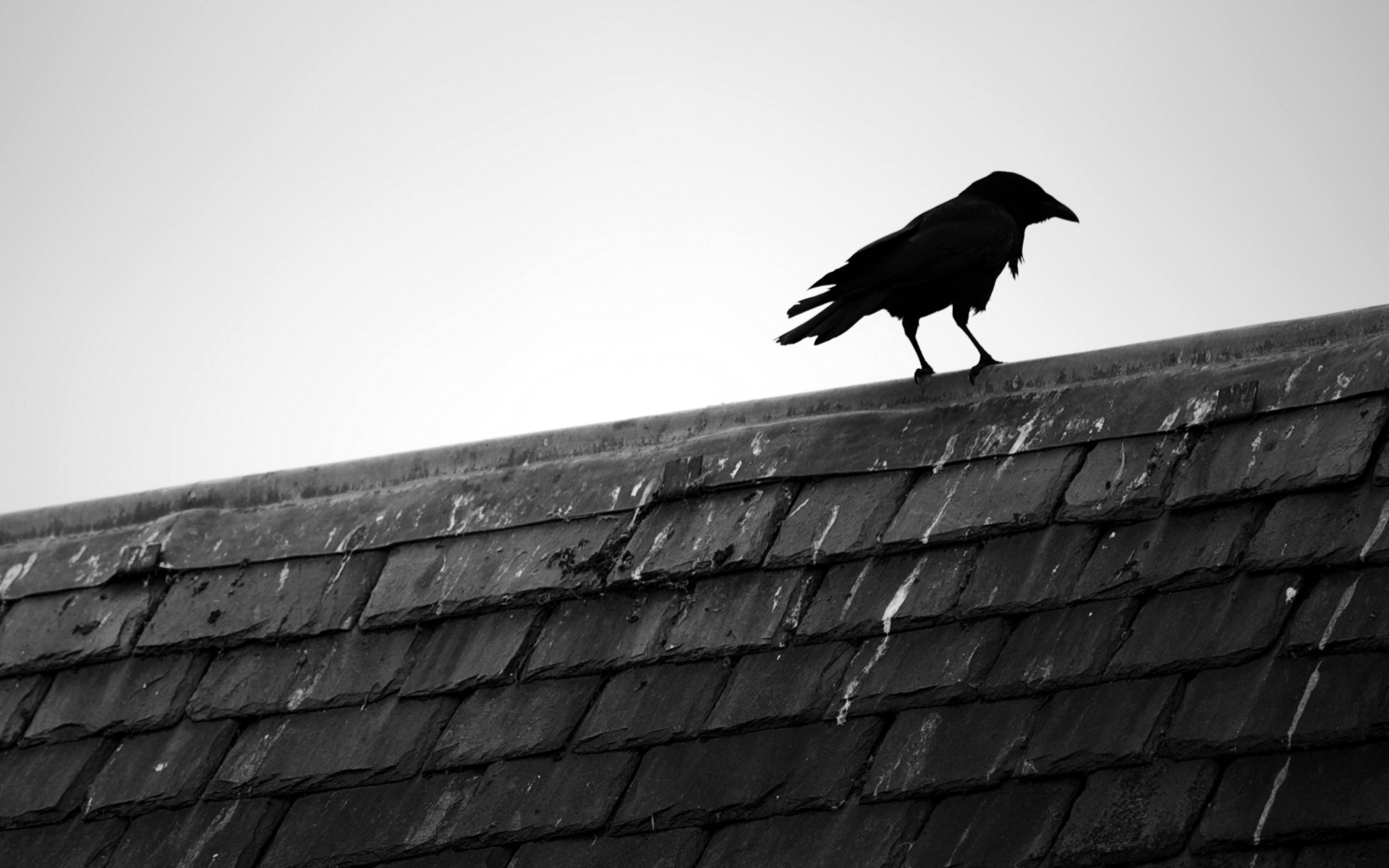 Обои птица, крыша, ворона, черепица, bird, roof, crow, tile разрешение 1920x1200 Загрузить