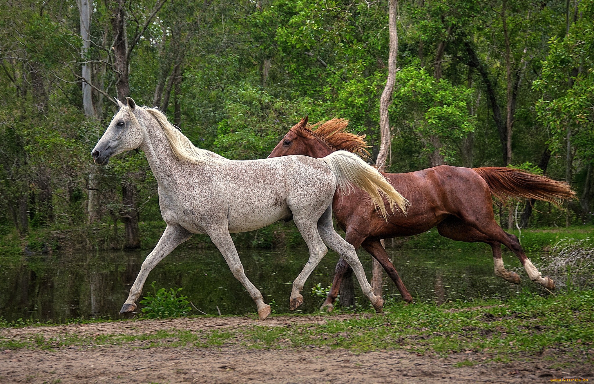 Обои деревья, вода, природа, лошади, кони, бег, гривы, trees, water, nature, horse, horses, running, mane разрешение 2048x1324 Загрузить