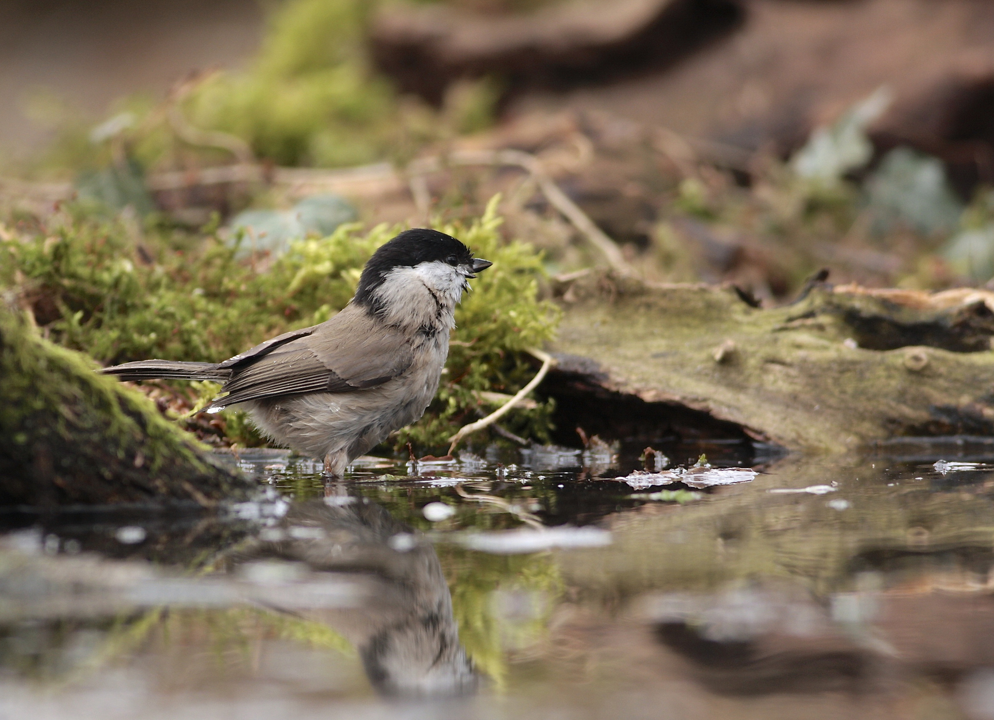 Обои вода, отражение, птицы, птица, мох, синица, синичка, water, reflection, birds, bird, moss, tit, titmouse разрешение 2048x1485 Загрузить