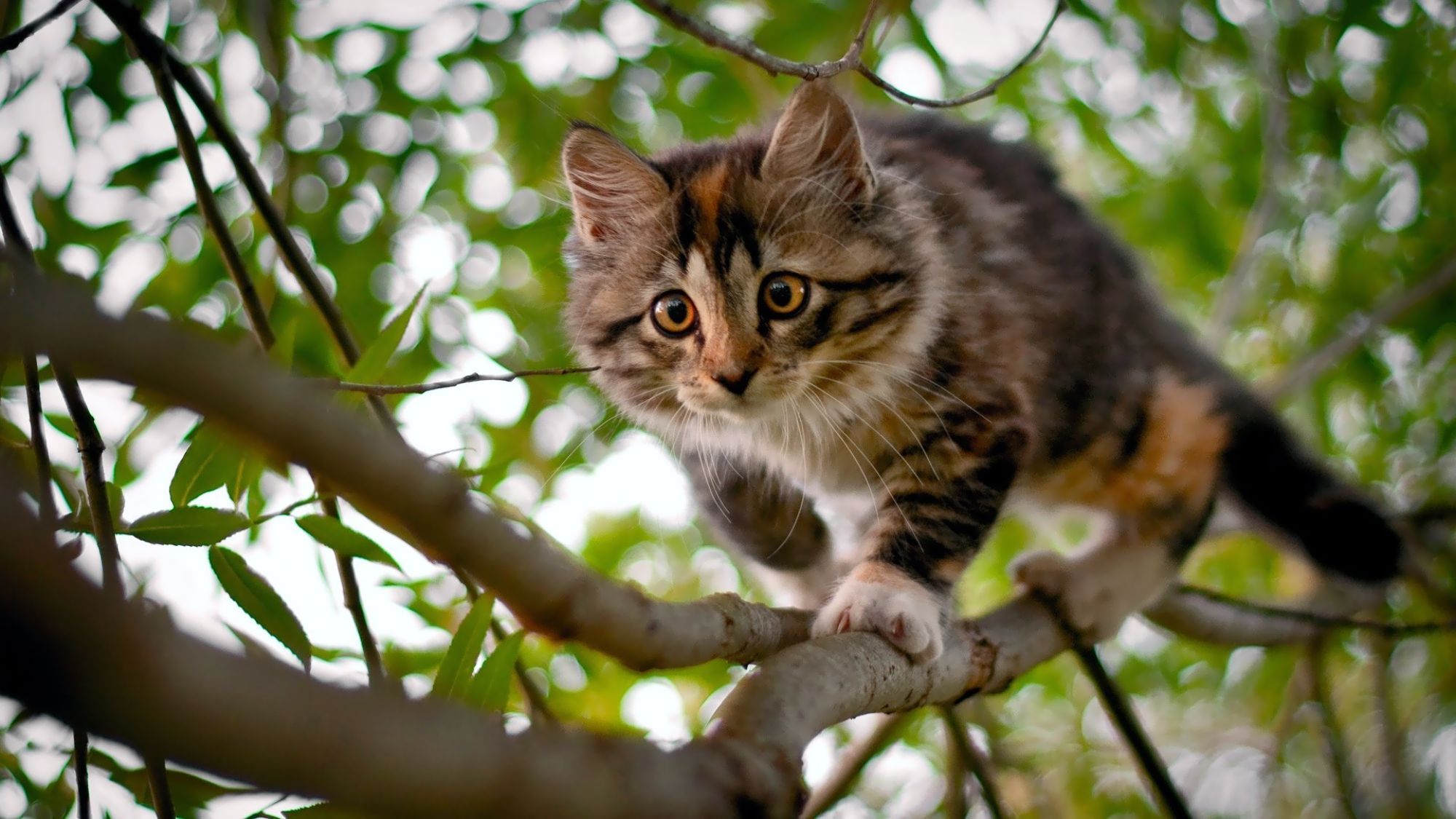 Рыжий кот на стволе дерева без смс