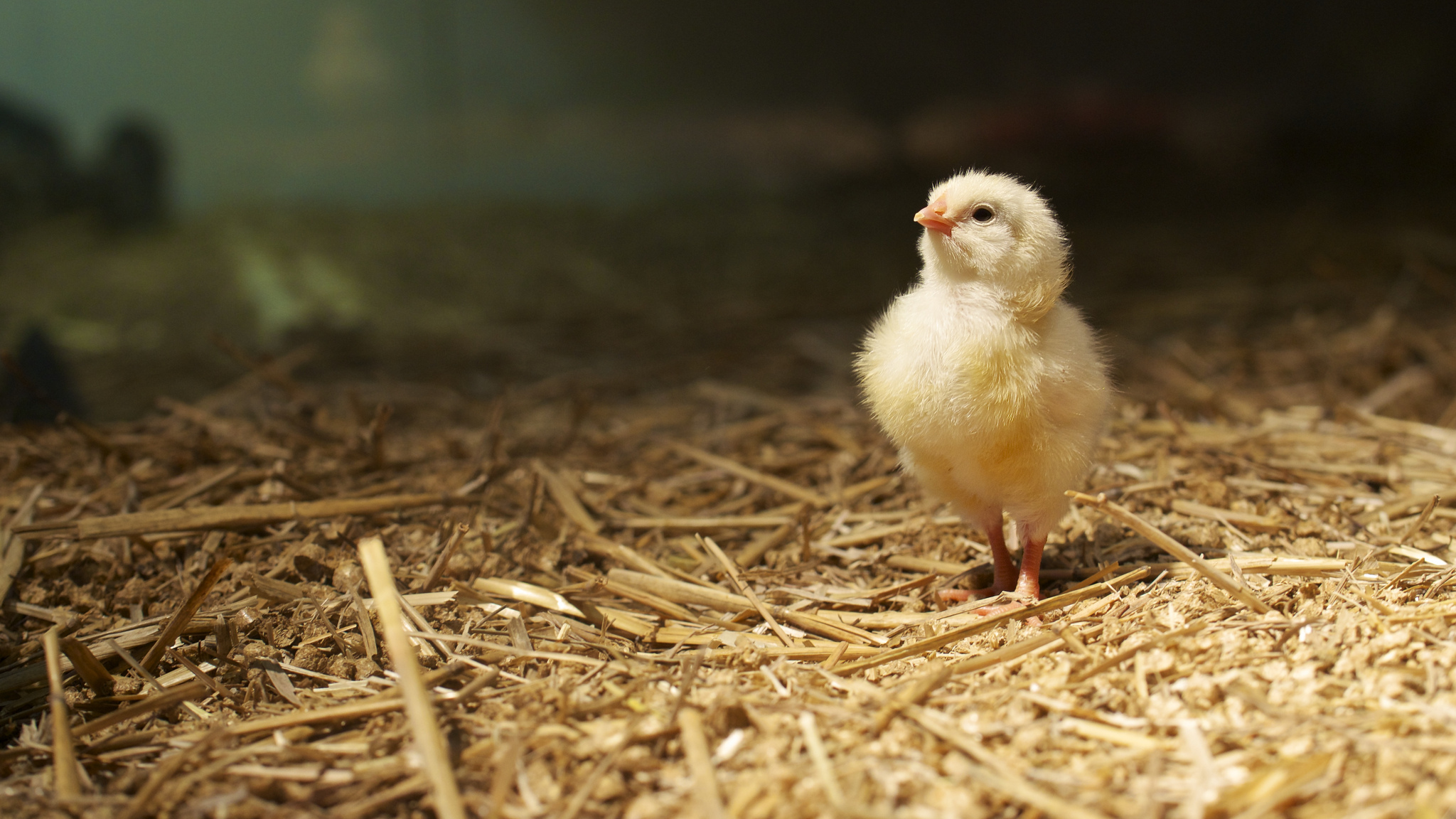 Обои фон, птица, цыплёнок, солома, background, bird, chicken, straw разрешение 2048x1152 Загрузить