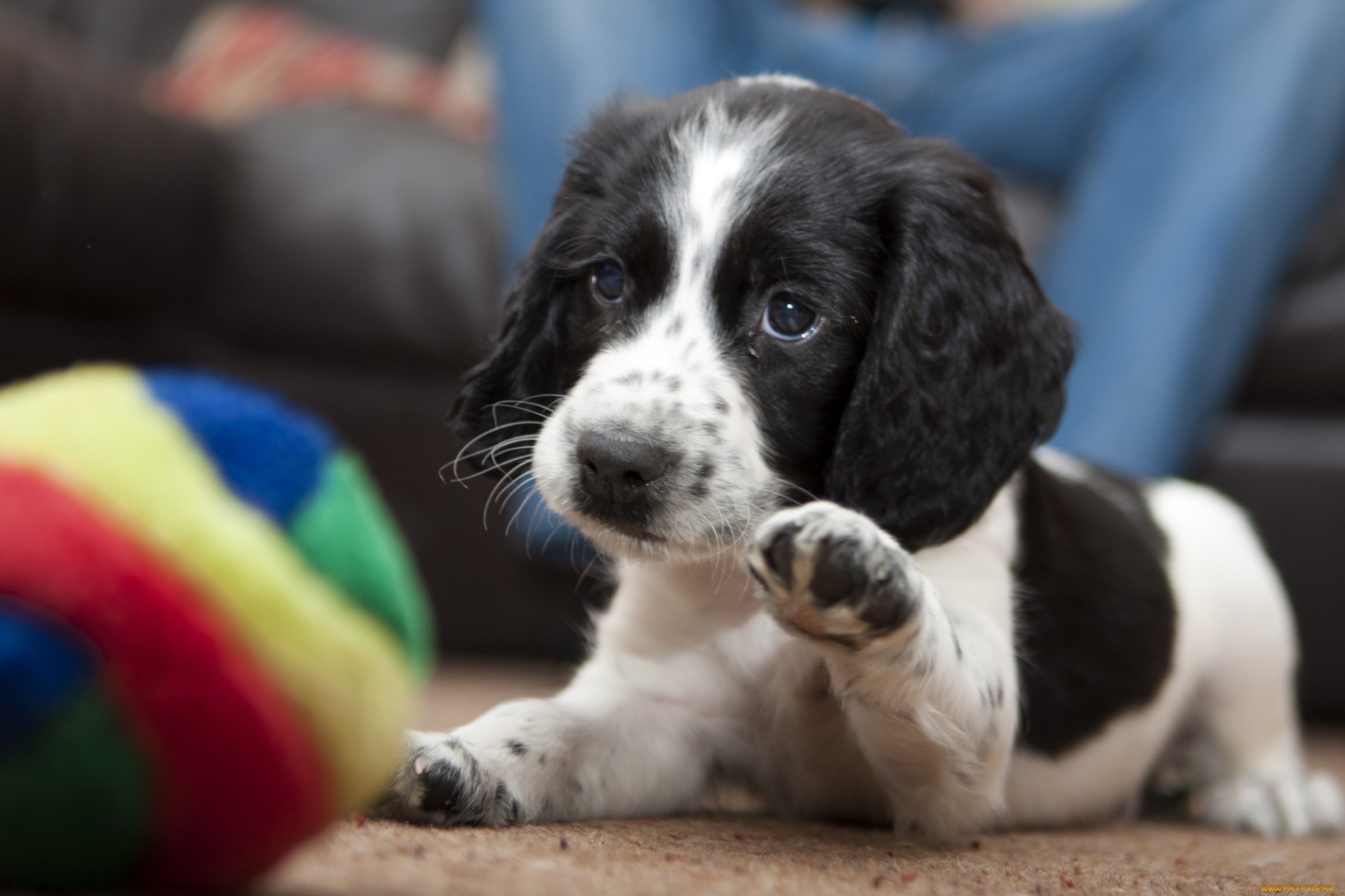 Обои собака, щенок, играет, мяч, лапка, dog, puppy, plays, the ball, foot разрешение 2400x1600 Загрузить