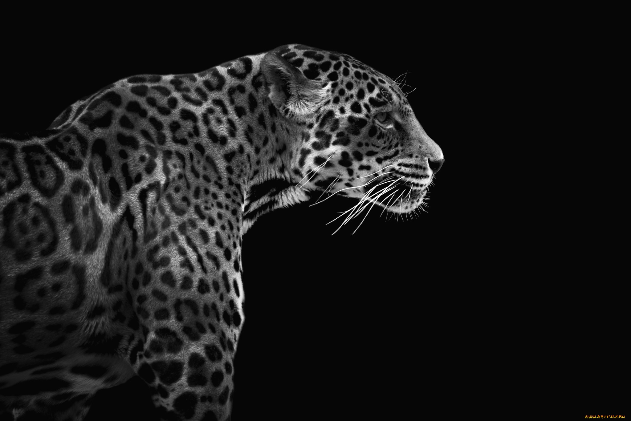 Обои фон, леопард, хищник, профиль, background, leopard, predator, profile разрешение 2048x1367 Загрузить