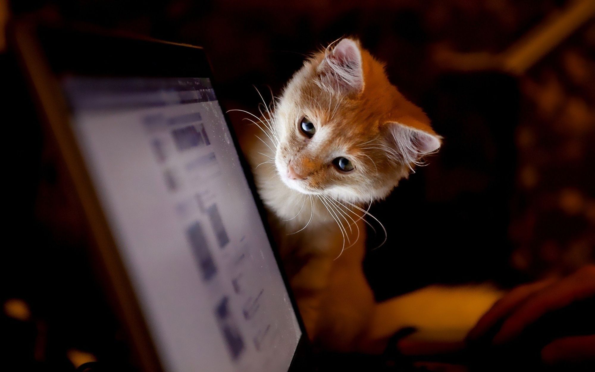 Кот с ноутбуком бесплатно
