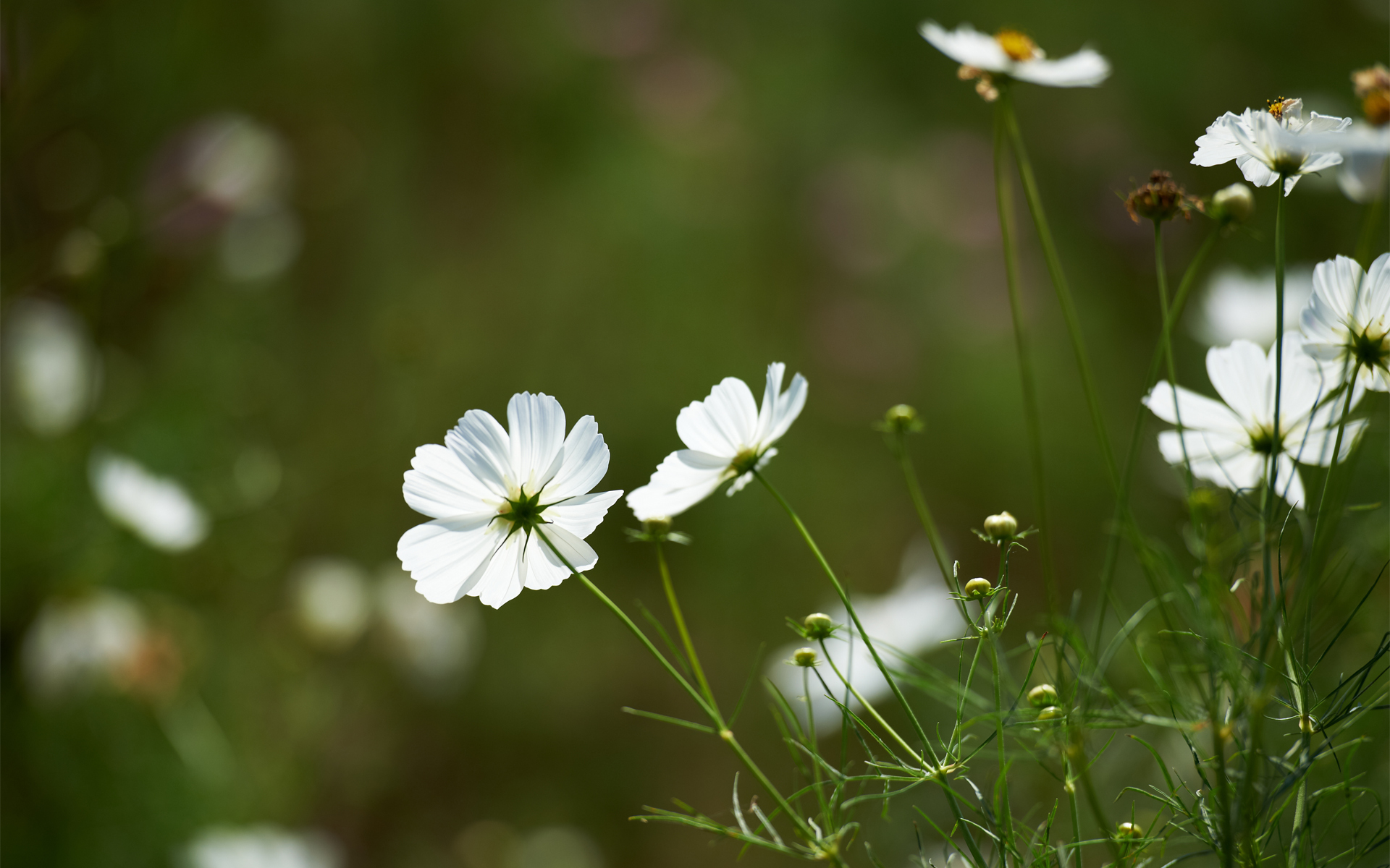 Обои цветы, зелень, поле, белая, космея, flowers, greens, field, white, kosmeya разрешение 1920x1200 Загрузить