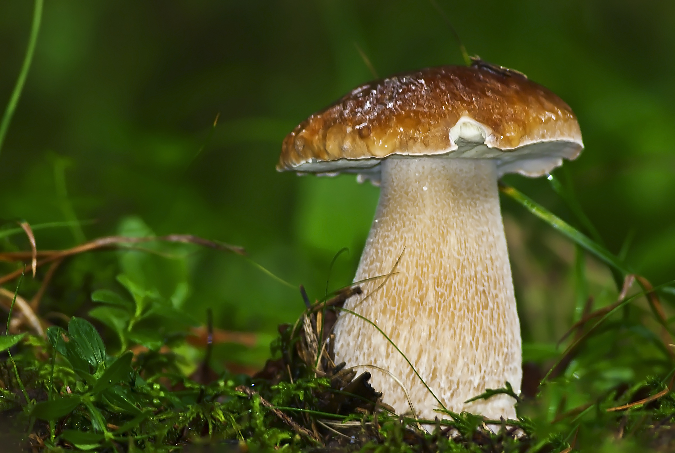 белые грибы макро лес скачать