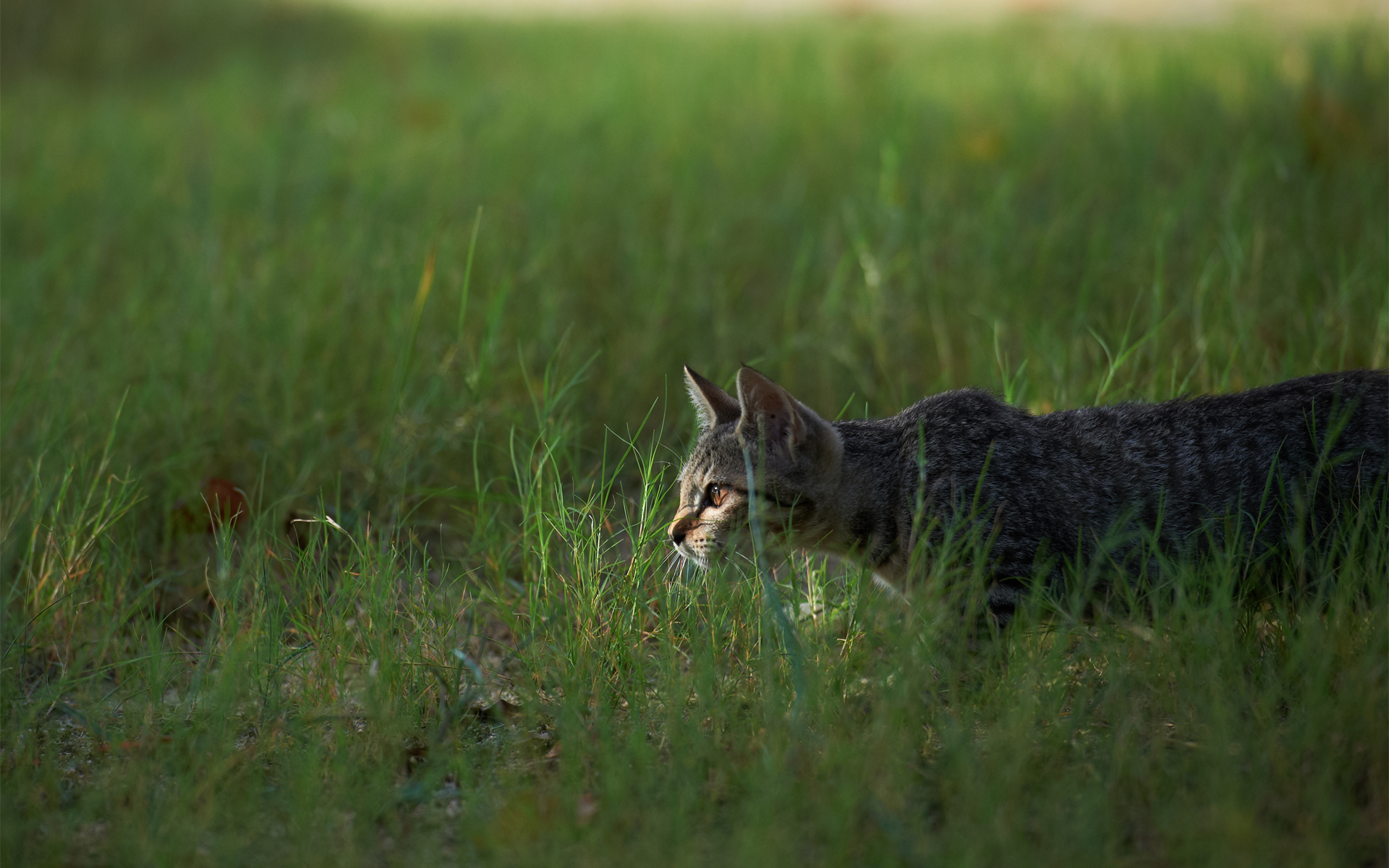 Обои трава, кот, кошка, охота, grass, cat, hunting разрешение 1920x1200 Загрузить