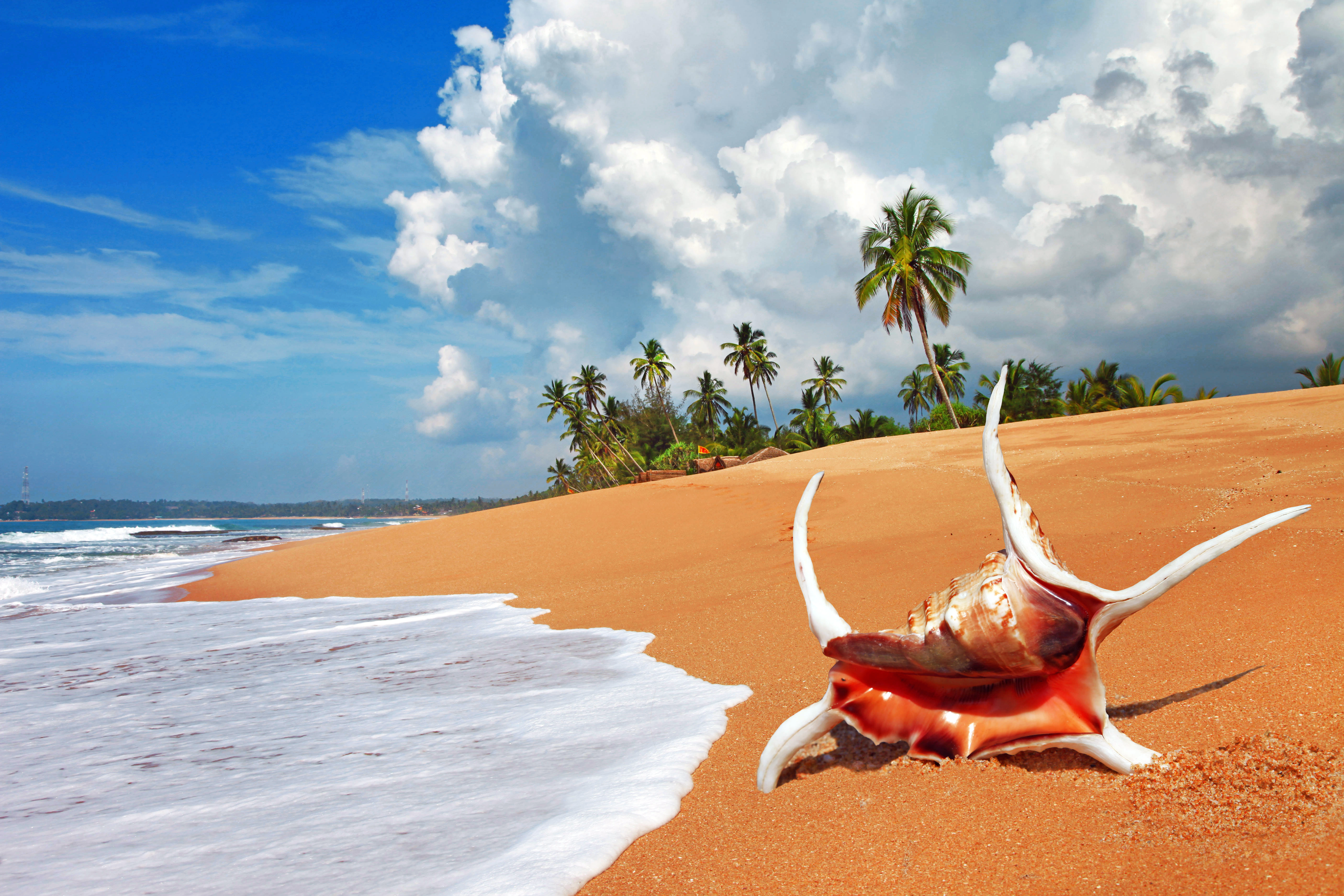 А под пальмой краб. Шри Ланка море. Тропический пляж. Шри Ланка пляжи. Шри Ланка океан.