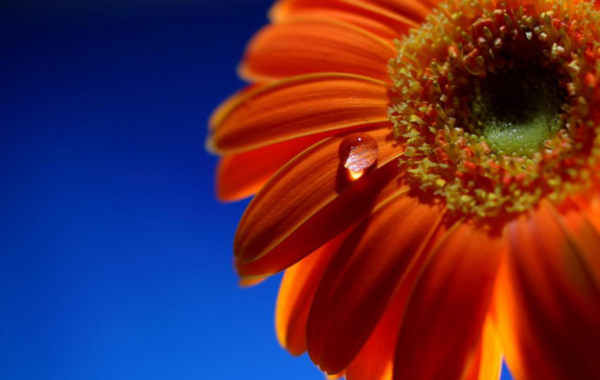 Гербера природа цветок оранжевый крупный план бесплатно