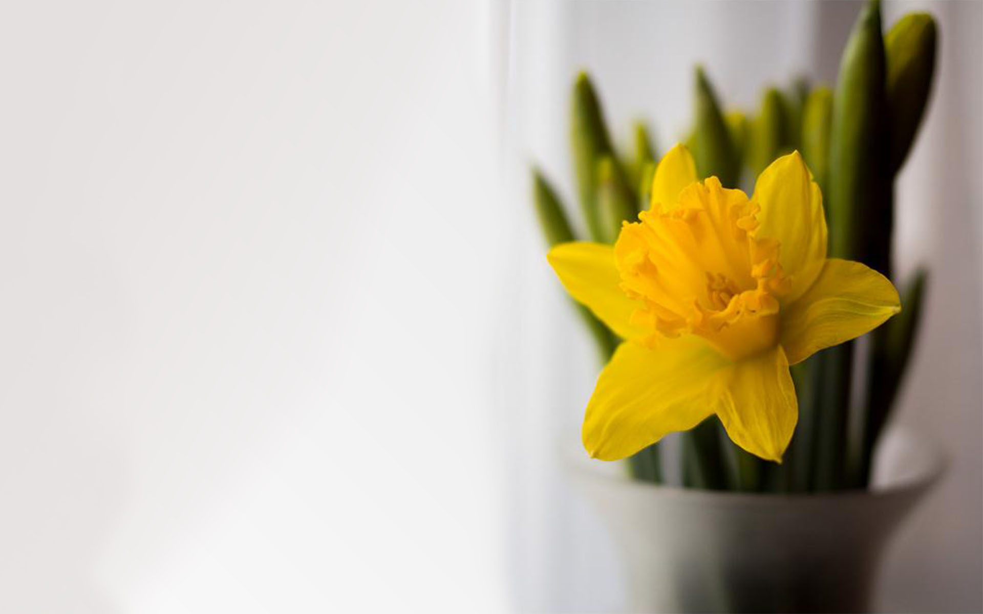Обои цветок, весна, ваза, нарцисс, flower, spring, vase, narcissus разрешение 1920x1200 Загрузить