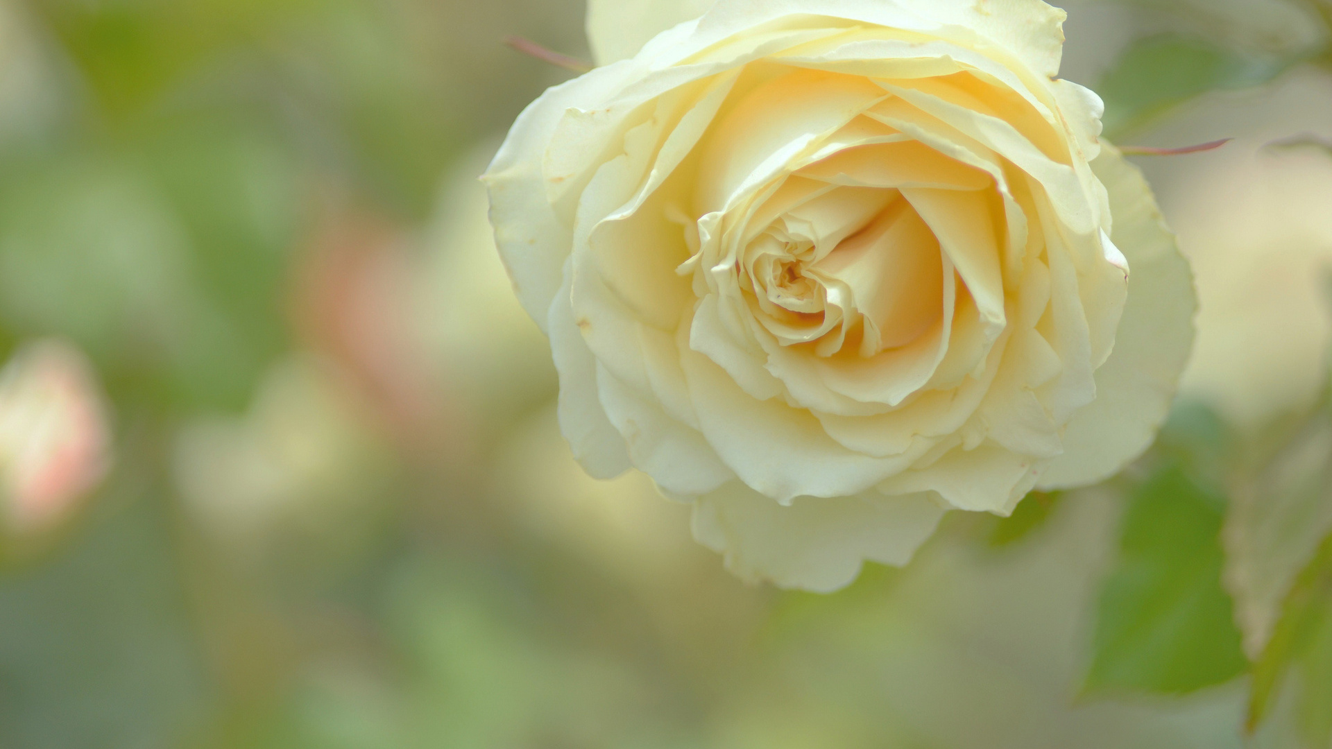 нежно-желтая роза бесплатно