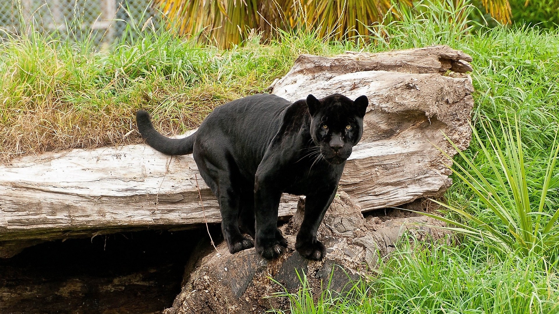 Обои кошка, пантера, черный ягуар, пантера на камне, cat, panther, black jaguar, panther on the rock разрешение 1920x1080 Загрузить