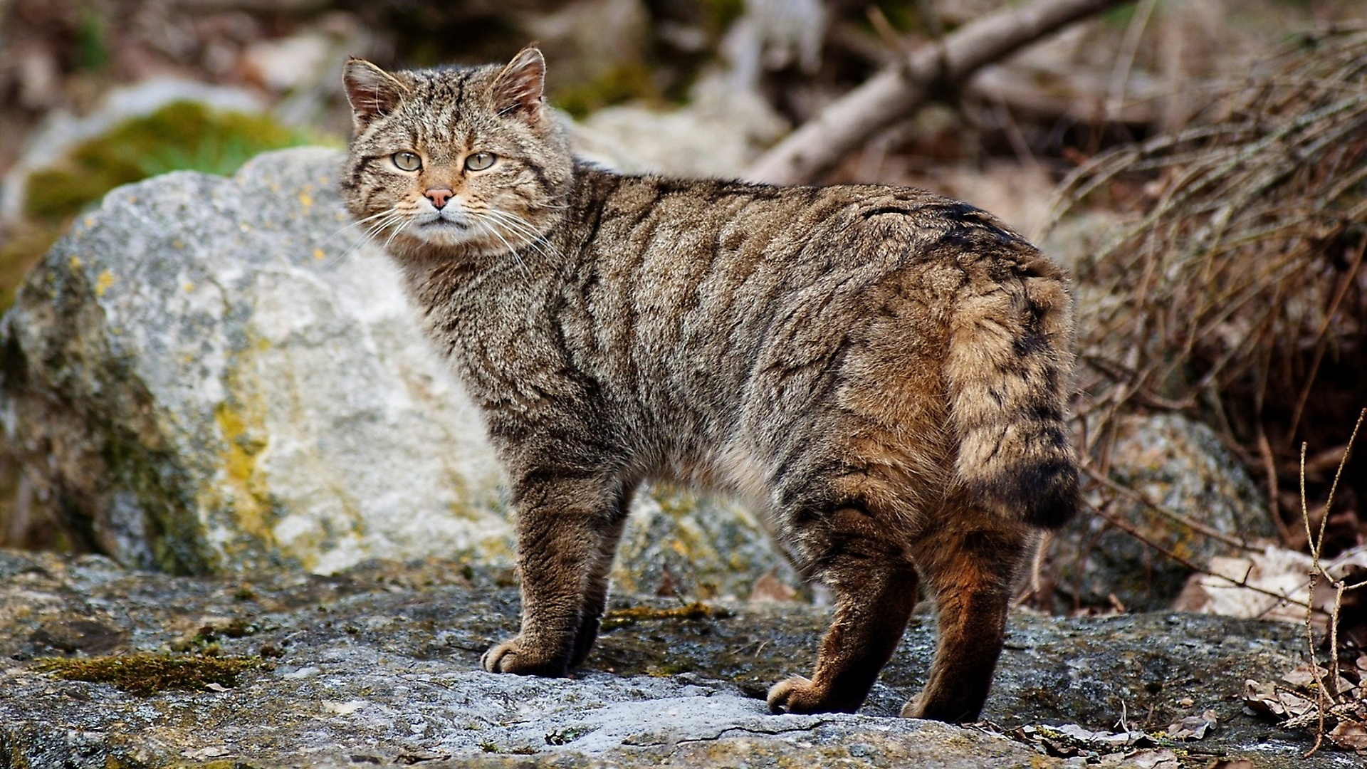 Обои дикий кот, возле камня, wild cat, near stone разрешение 1920x1080 Загрузить