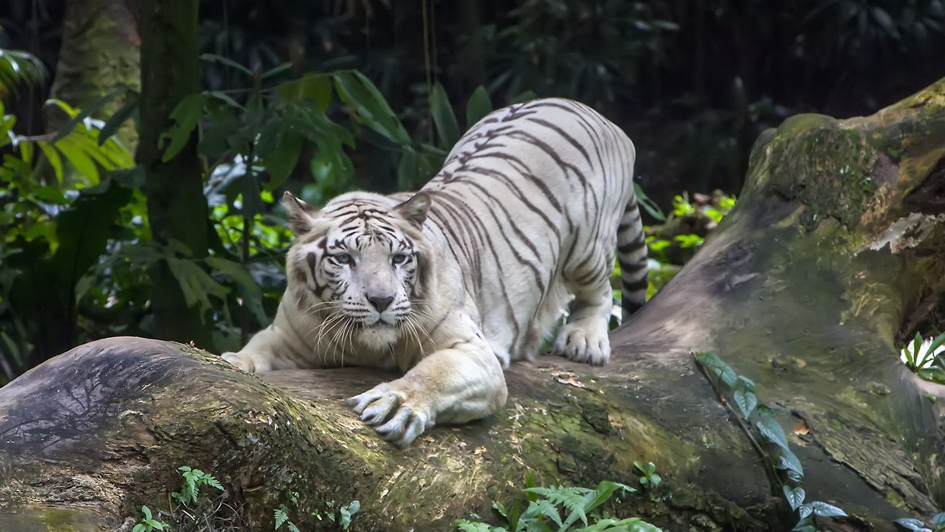 Обои белый тигр, в лесу, white tiger, in the woods разрешение 1920x1080 Загрузить