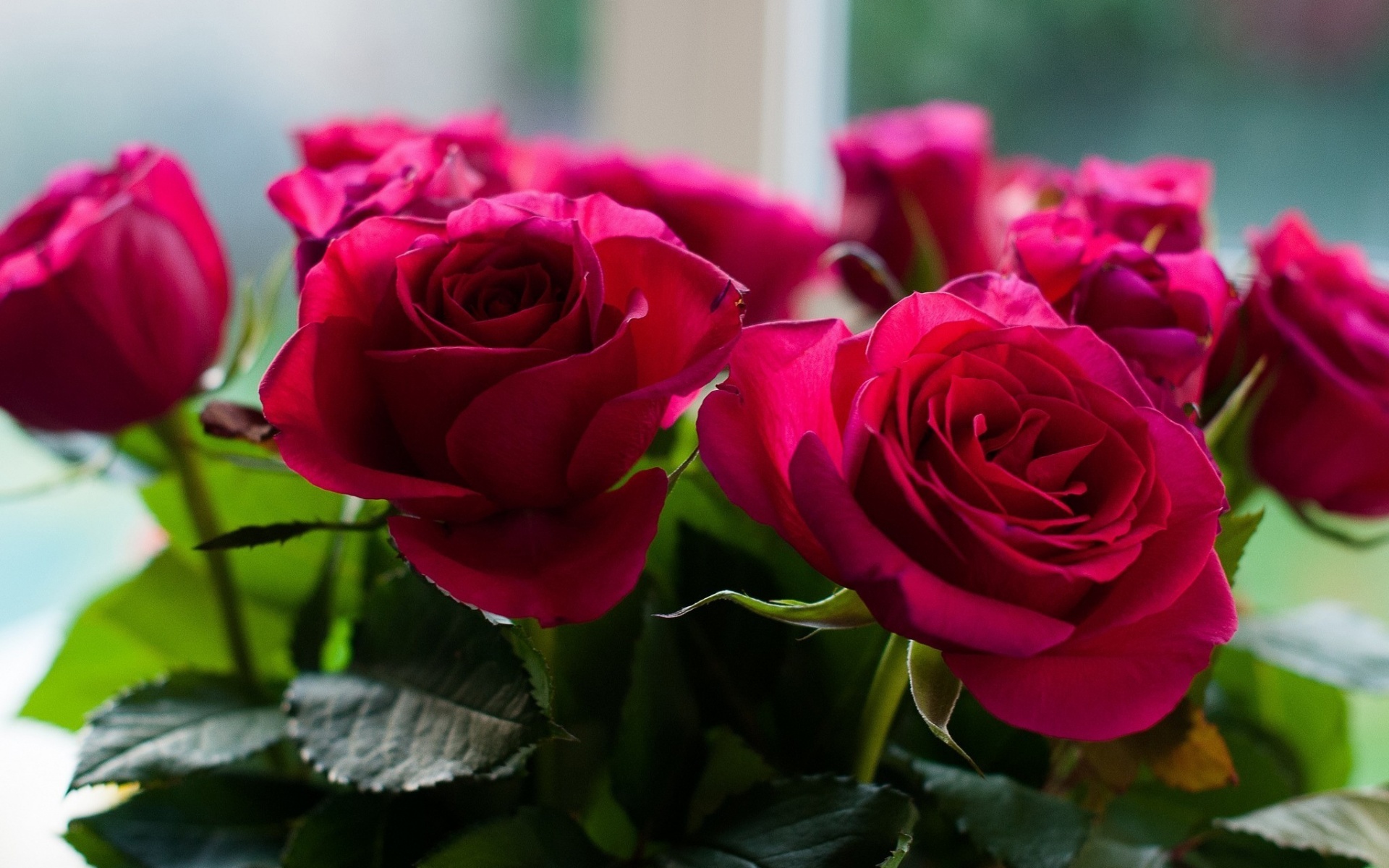 Обои розы, букет, пурпурные, roses, bouquet, purple разрешение 1920x1200 Загрузить