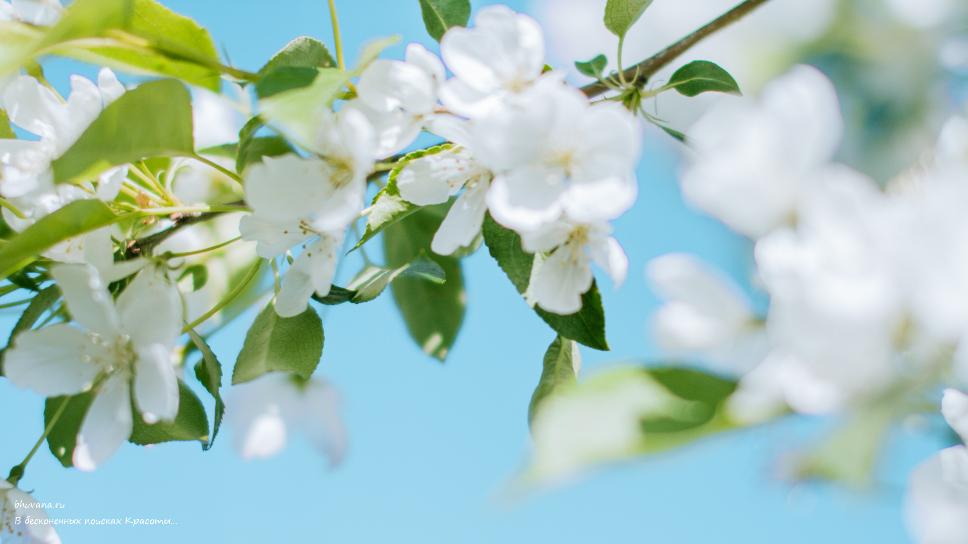 яблоня белые цветы ветка природа без смс
