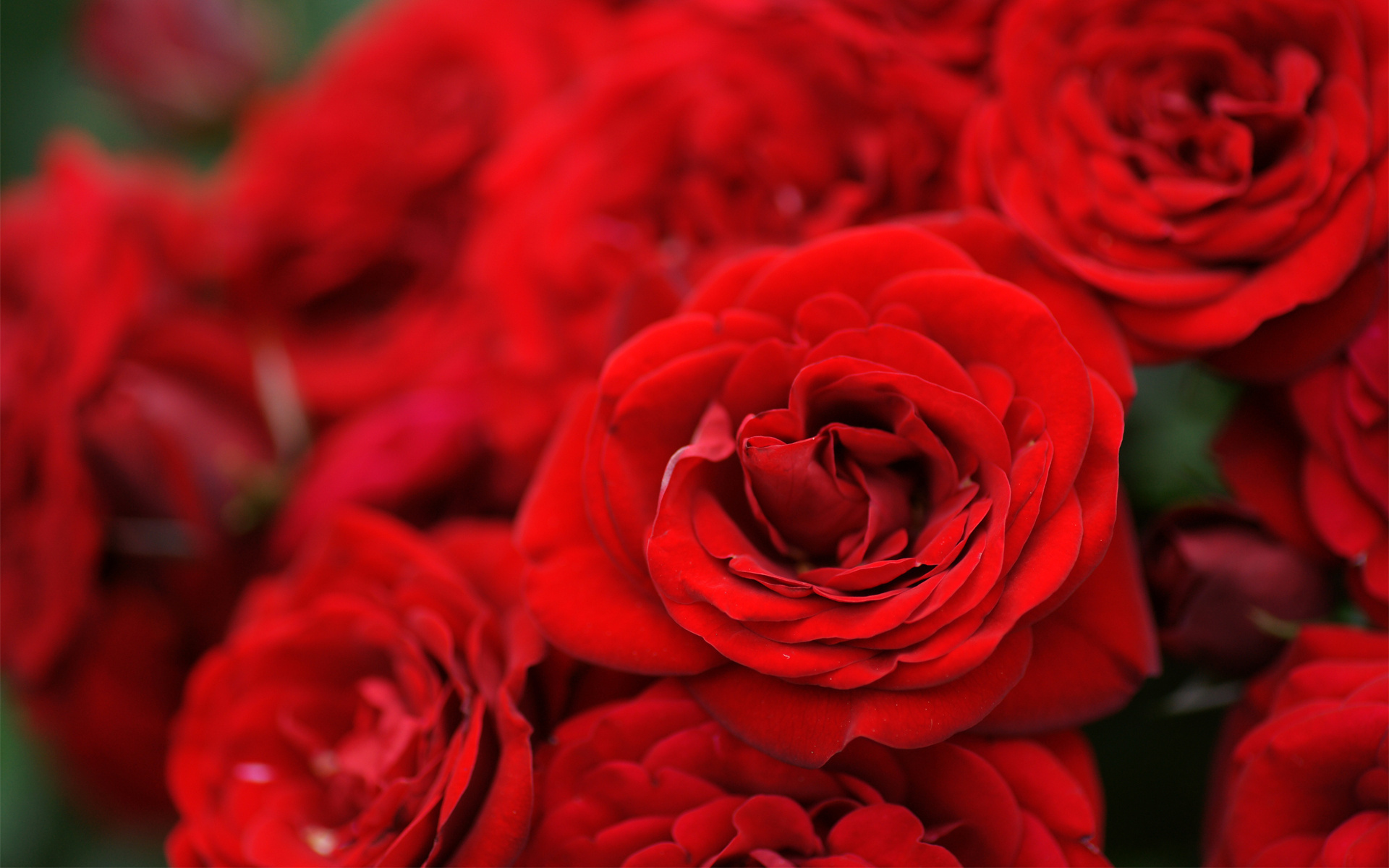 Обои цветы, розы, красные, букет, flowers, roses, red, bouquet разрешение 1920x1200 Загрузить