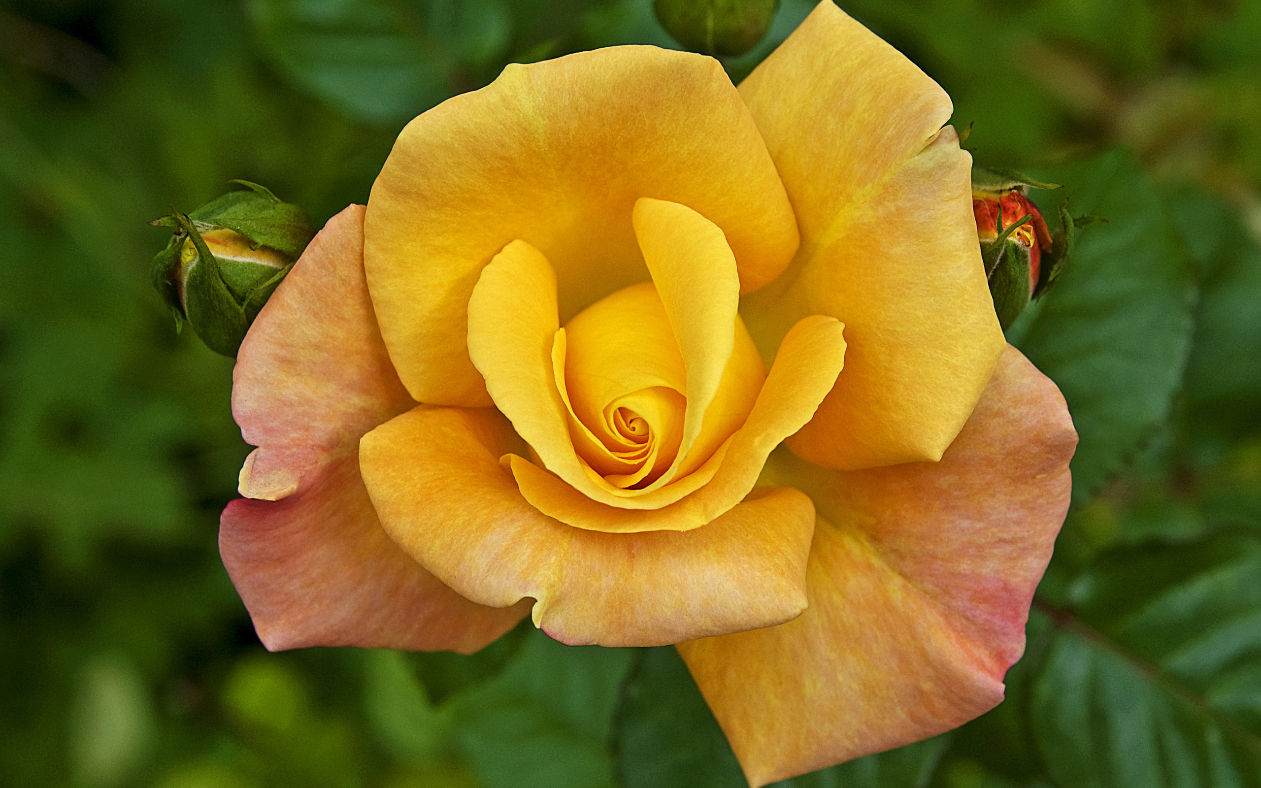 Симба роза цветок