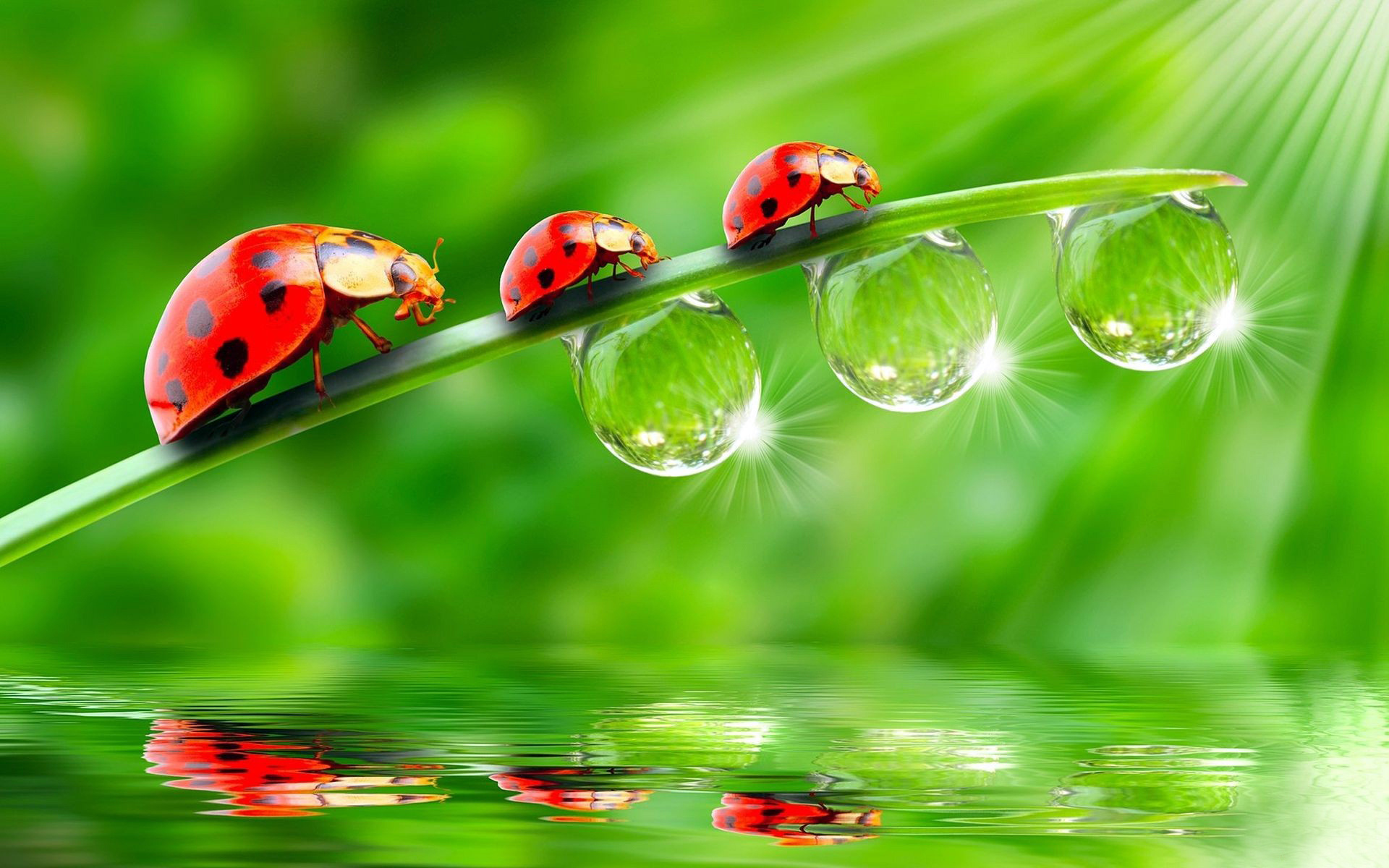 природа макро роса вода капли божья коровка nature macro Rosa water drops God ladybug бесплатно