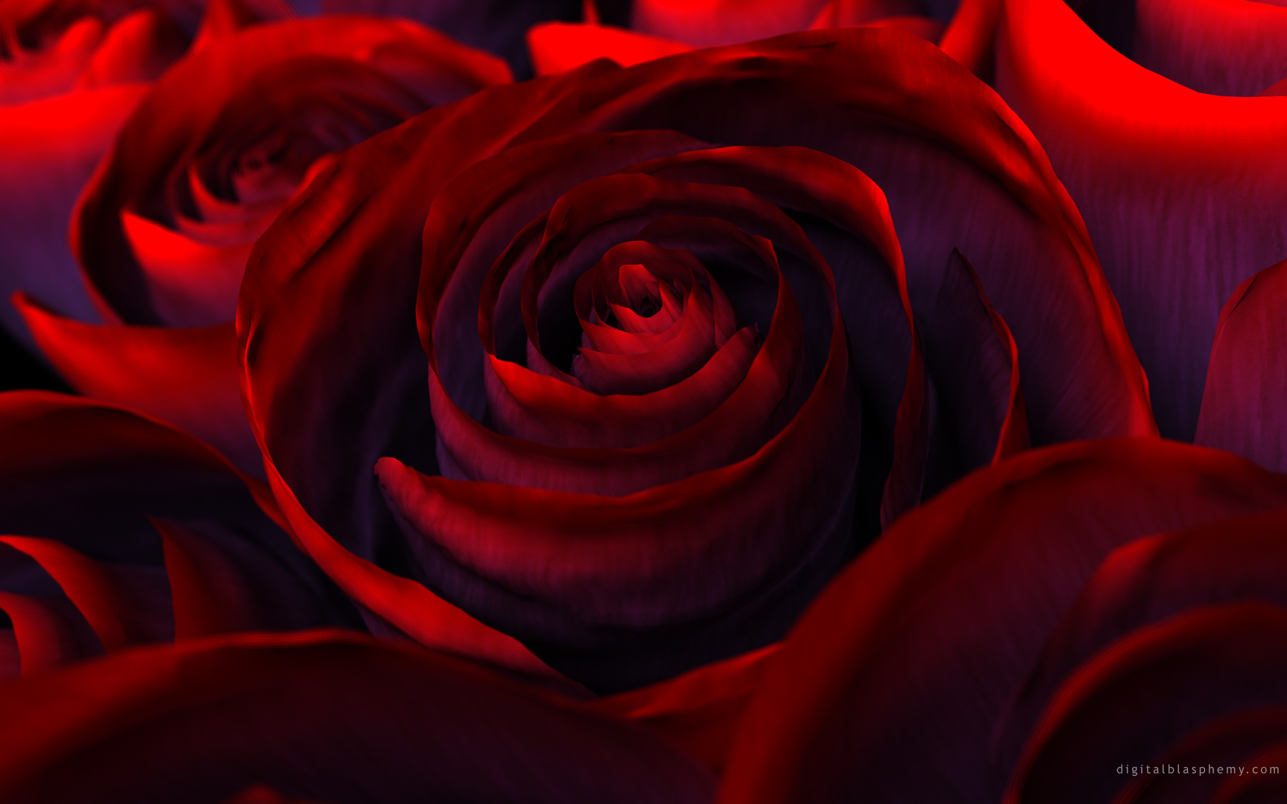 природа цветы розы красные nature flowers rose red бесплатно