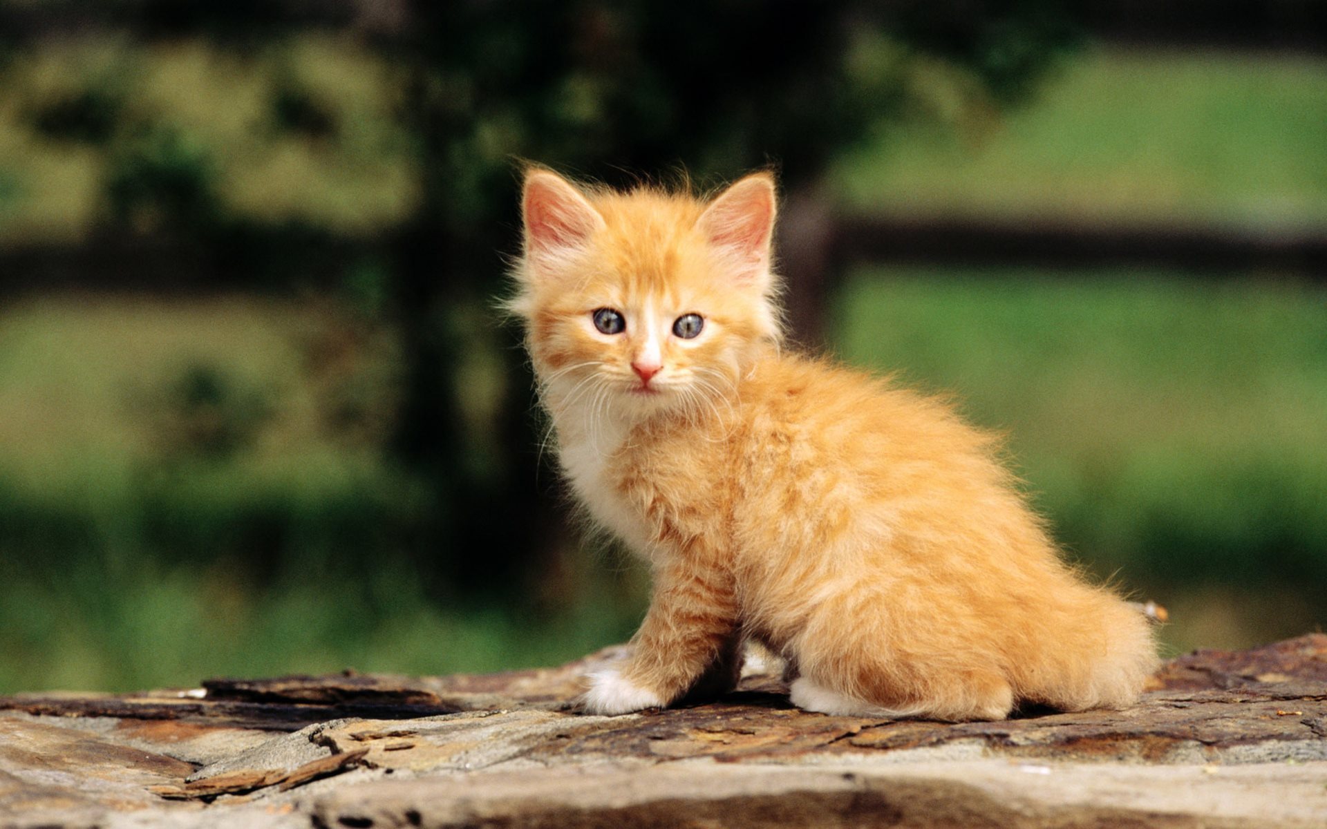 кот котенок рыжий животное природа бесплатно
