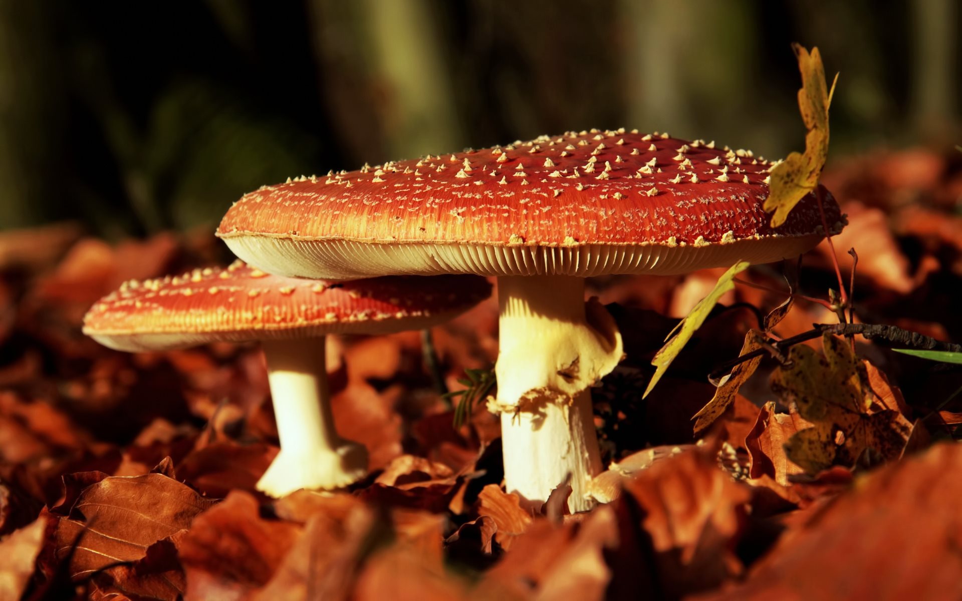 Обои природа, листья, макро, осень, грибы, мухоморы, nature, leaves, macro, autumn, mushrooms, amanita разрешение 1920x1200 Загрузить