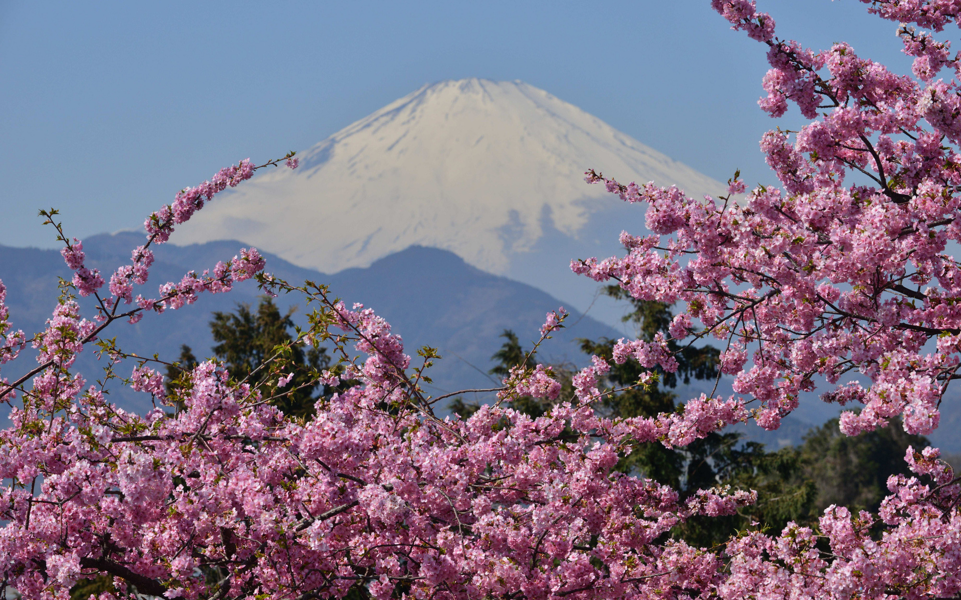 Обои цветение, гора, сакура, вулкан, японии, фудзияма, гора фудзи, flowering, mountain, sakura, the volcano, japan, fuji, mount fuji разрешение 1920x1200 Загрузить