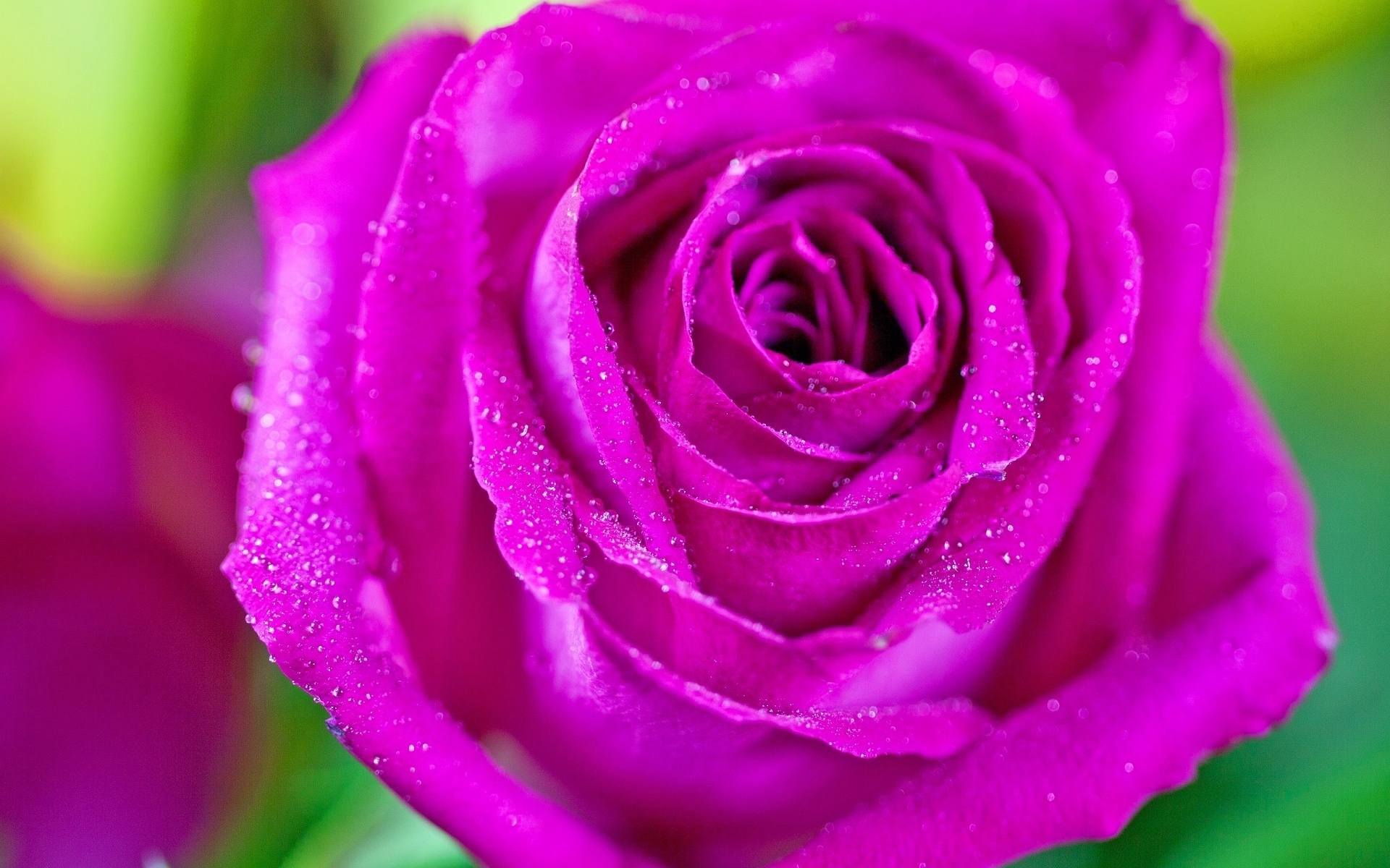 Розы фиолетовые яркие