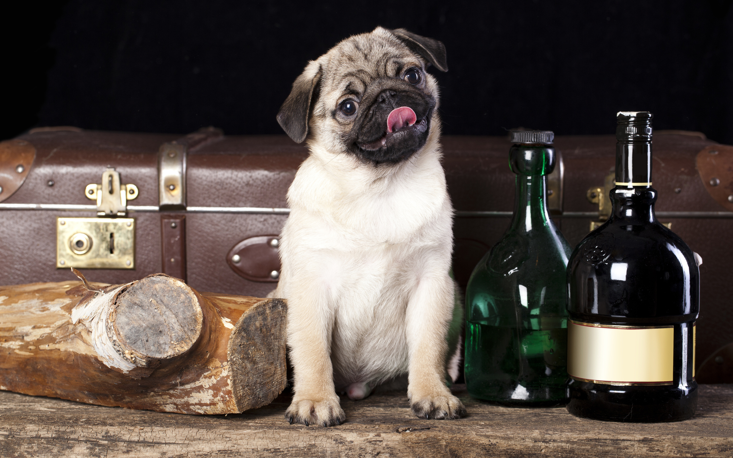 Обои собака, бутылки, чемодан, полено, мопс, dog, bottle, suitcase, log, pug разрешение 2560x1600 Загрузить
