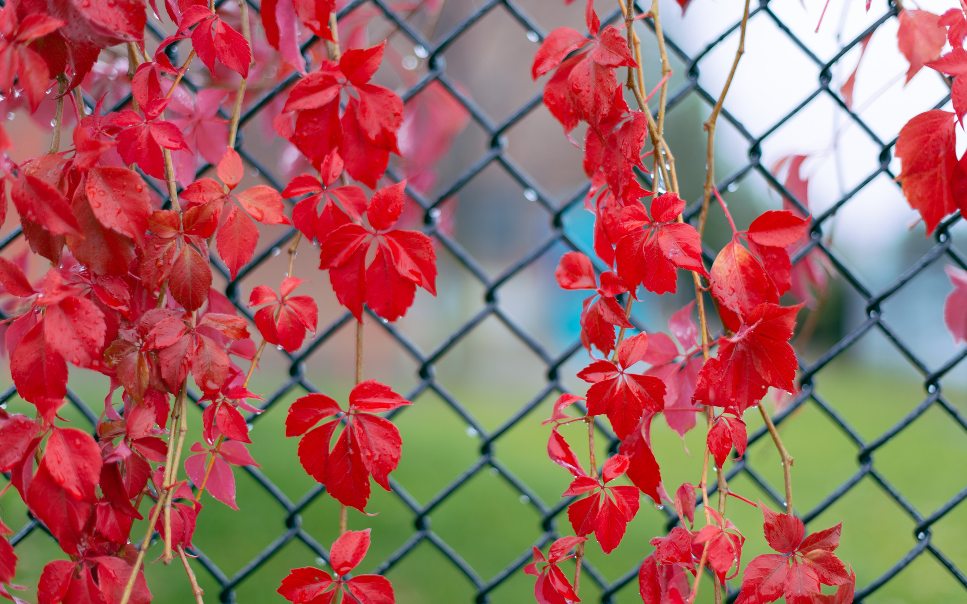 Обои листья, красные, капельки, после дождя, веточки, плющ, leaves, red, droplets, after the rain, twigs, ivy разрешение 1920x1200 Загрузить