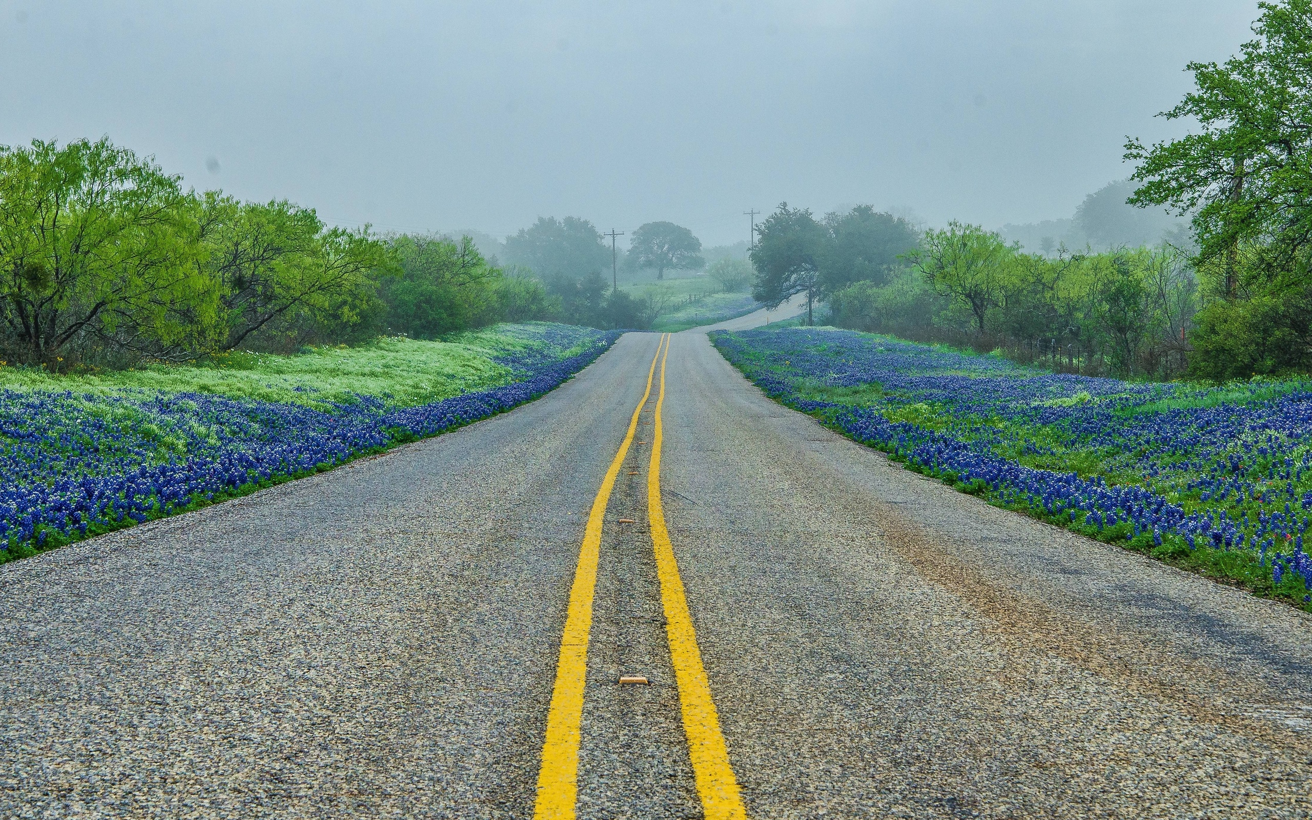 Обои дорога, деревья, пейзаж, туман, техас-хилл, road, trees, landscape, fog, texas hill разрешение 2560x1600 Загрузить