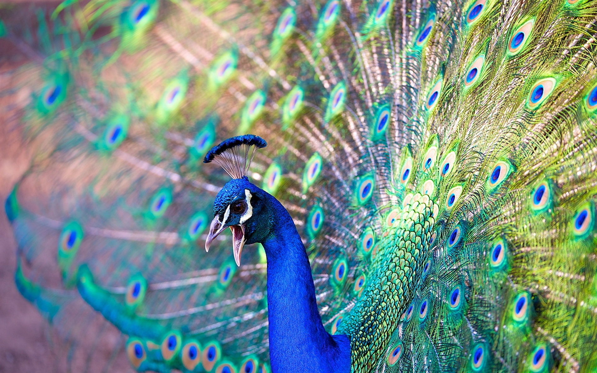 Обои красота, птица, павлин, beauty, bird, peacock разрешение 1920x1200 Загрузить