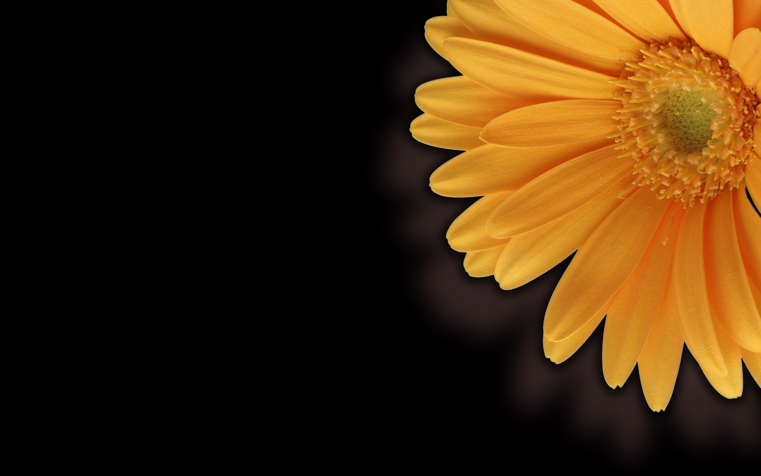 Обои рабочий стол, гербера, крупно, desk, gerbera, large разрешение 2560x1600 Загрузить