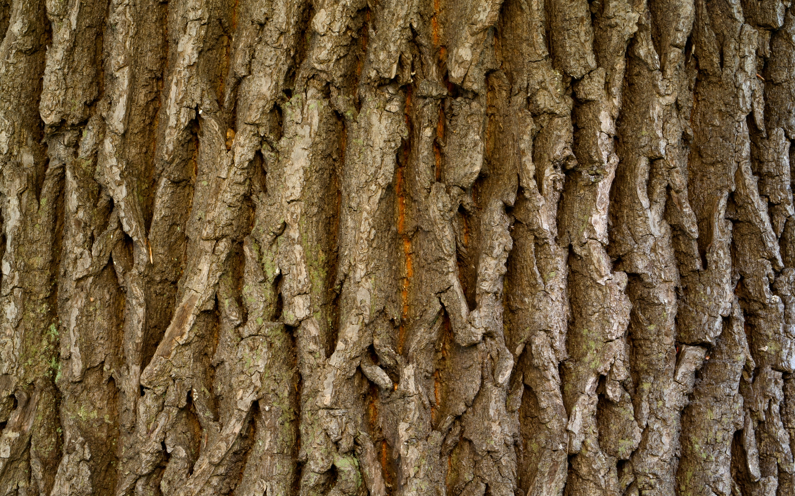 Обои дерева, мрачный, естественная, бурые,     дерево, wood, dark, natural, brown, tree разрешение 2560x1600 Загрузить