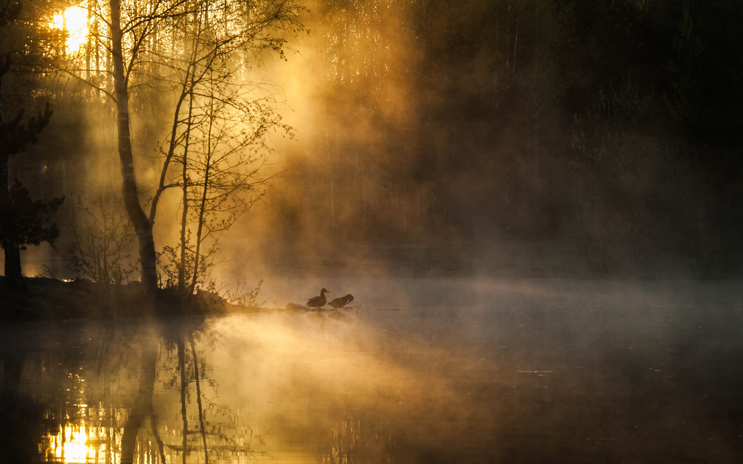 Обои деревья, река, лес, утро, туман, рассвет, птицы, trees, river, forest, morning, fog, dawn, birds разрешение 2560x1600 Загрузить