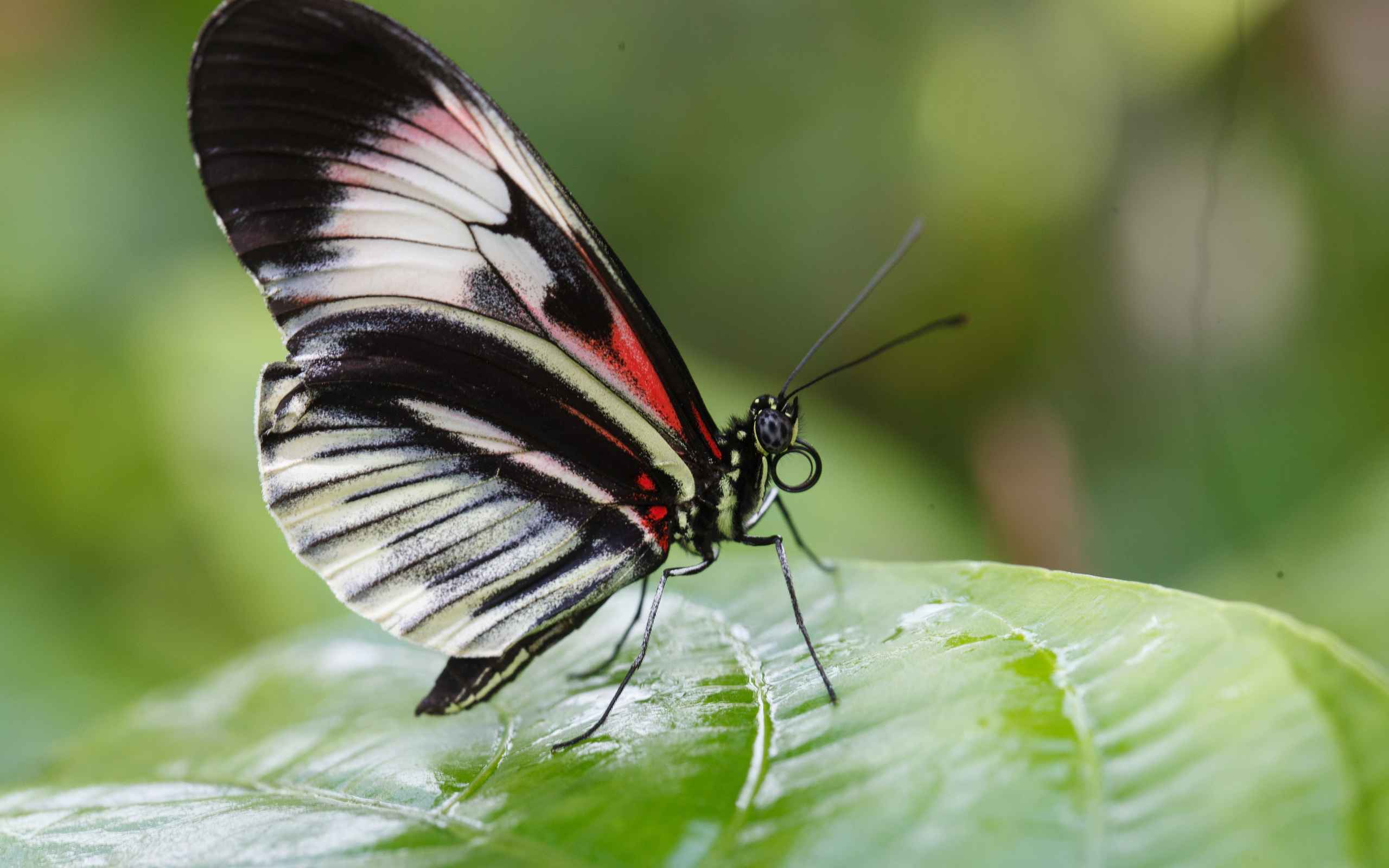 Обои макро, насекомое, листок, бабочка, крылья, macro, insect, leaf, butterfly, wings разрешение 2560x1600 Загрузить