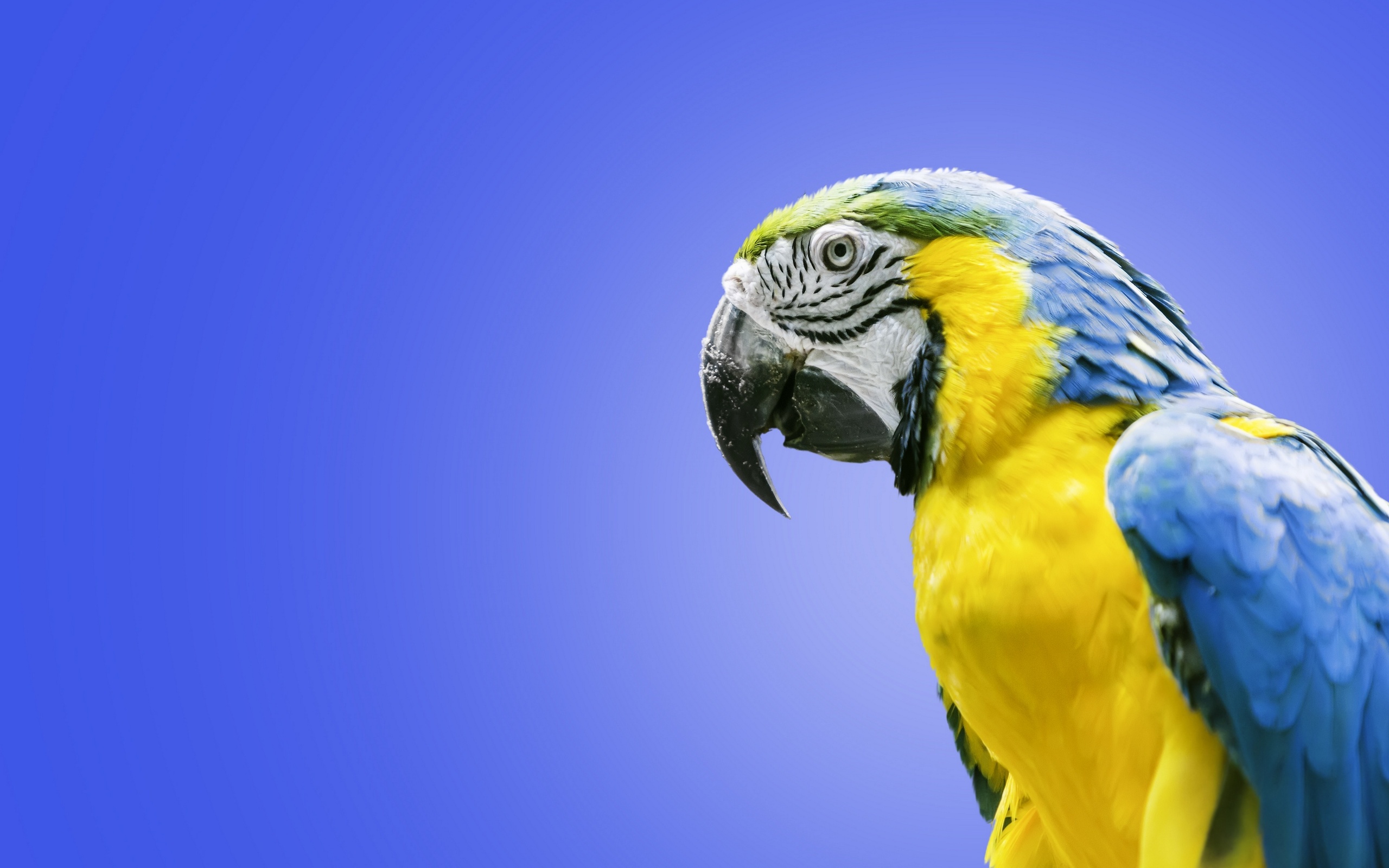 Обои птица, попугай, ара, сине-жёлтый ара, bird, parrot, ara, blue-and-yellow macaw разрешение 2560x1600 Загрузить