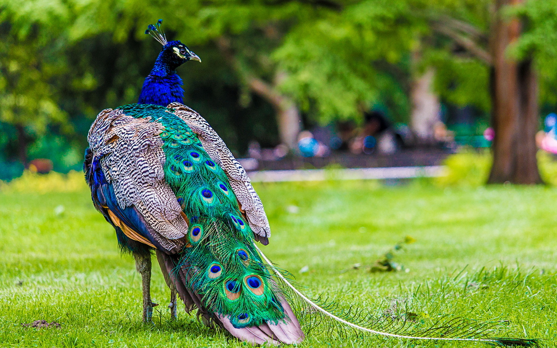 Обои крылья, красота, птица, павлин, хвост, wings, beauty, bird, peacock, tail разрешение 1920x1200 Загрузить