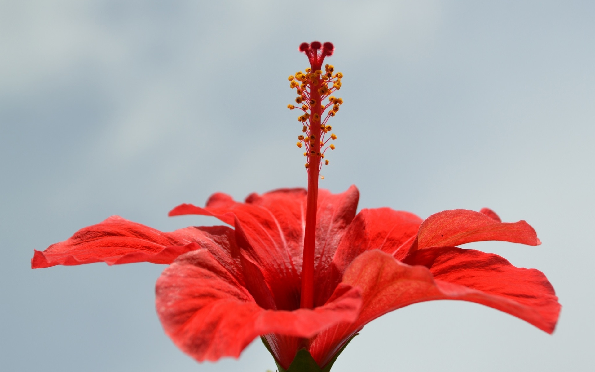 Обои макро, цветок, лепестки, красный, гибискус, macro, flower, petals, red, hibiscus разрешение 1920x1200 Загрузить