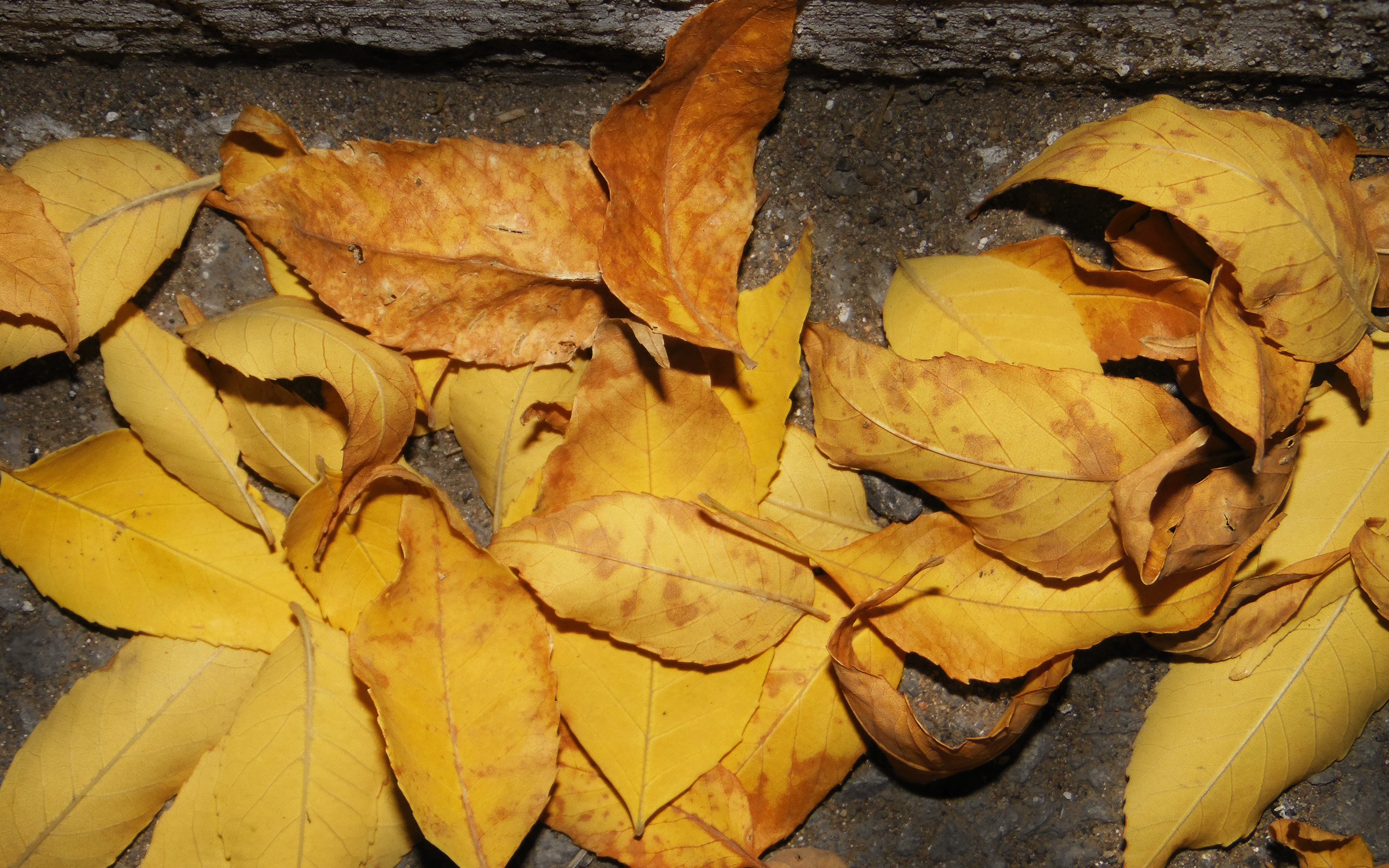 Обои листья, осень, асфальт, leaves, autumn, asphalt разрешение 2560x1600 Загрузить