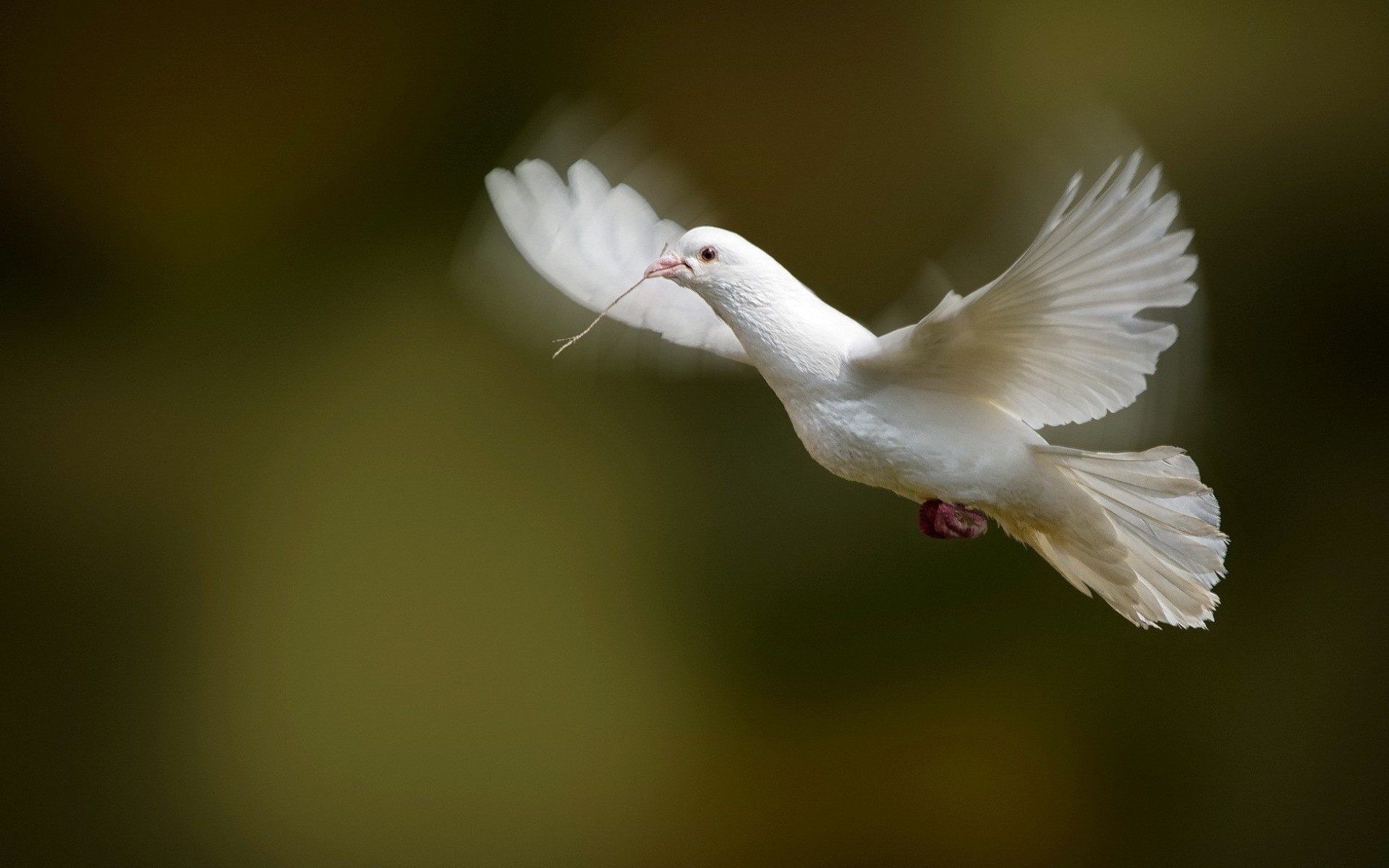 Обои полет, белый, голубь, летит, flight, white, dove, flies разрешение 1920x1200 Загрузить