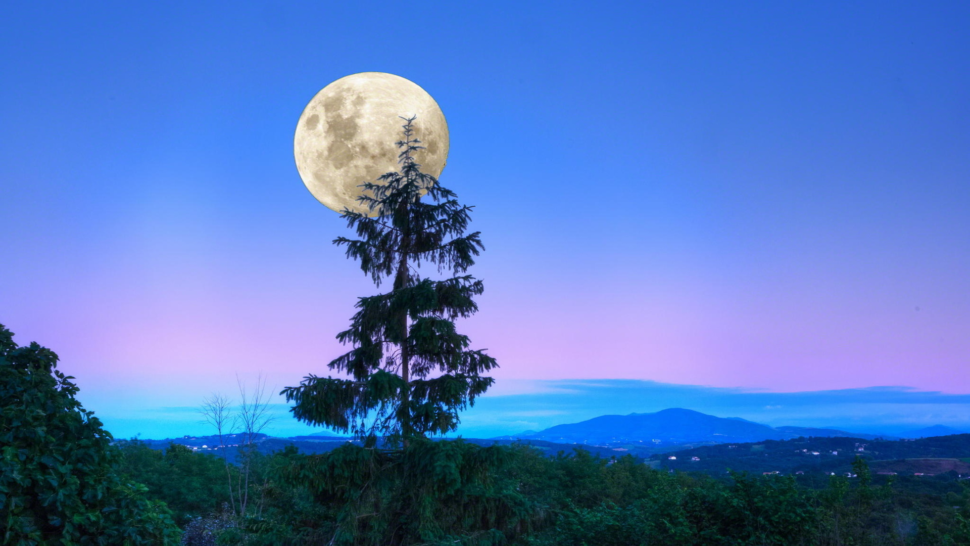 Обои деревья, вечер, лес, луна, сумерки, trees, the evening, forest, the moon, twilight разрешение 1920x1080 Загрузить