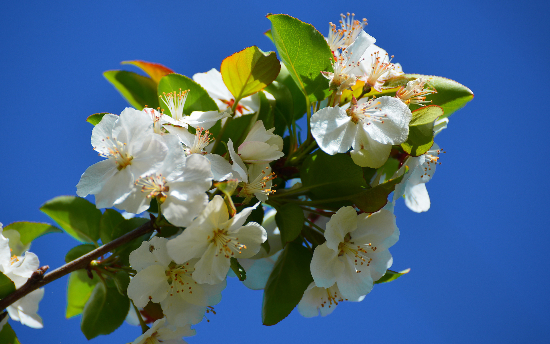 Обои цветы, ветка, цветение, весна, flowers, branch, flowering, spring разрешение 1920x1200 Загрузить